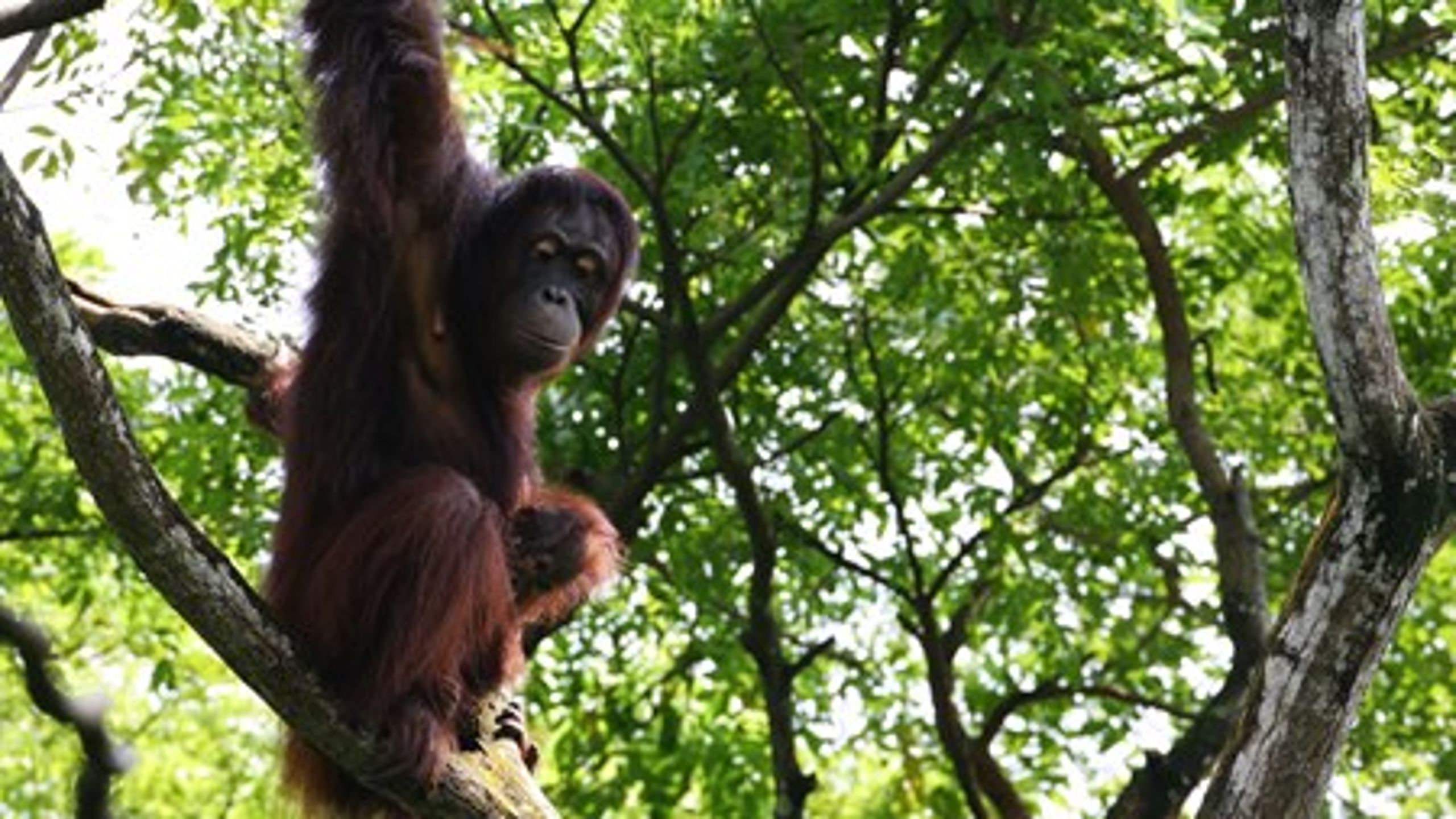 I anledning af FN’s internationale dag for biologisk mangfoldighed sætter Bue Bejer Heckmann fra Red Orangutangen fokus på, hvordan vores levestil påvirker vores omgivelser.