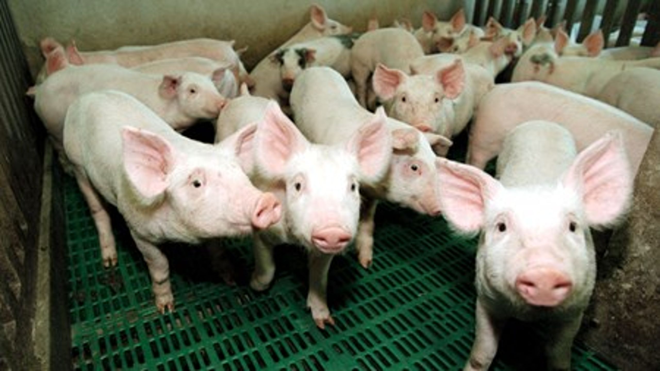 Zink bruges i svinefoder og som medicin til smågrise. Det kommer ud i landbrugsjorden via svinegyllen.