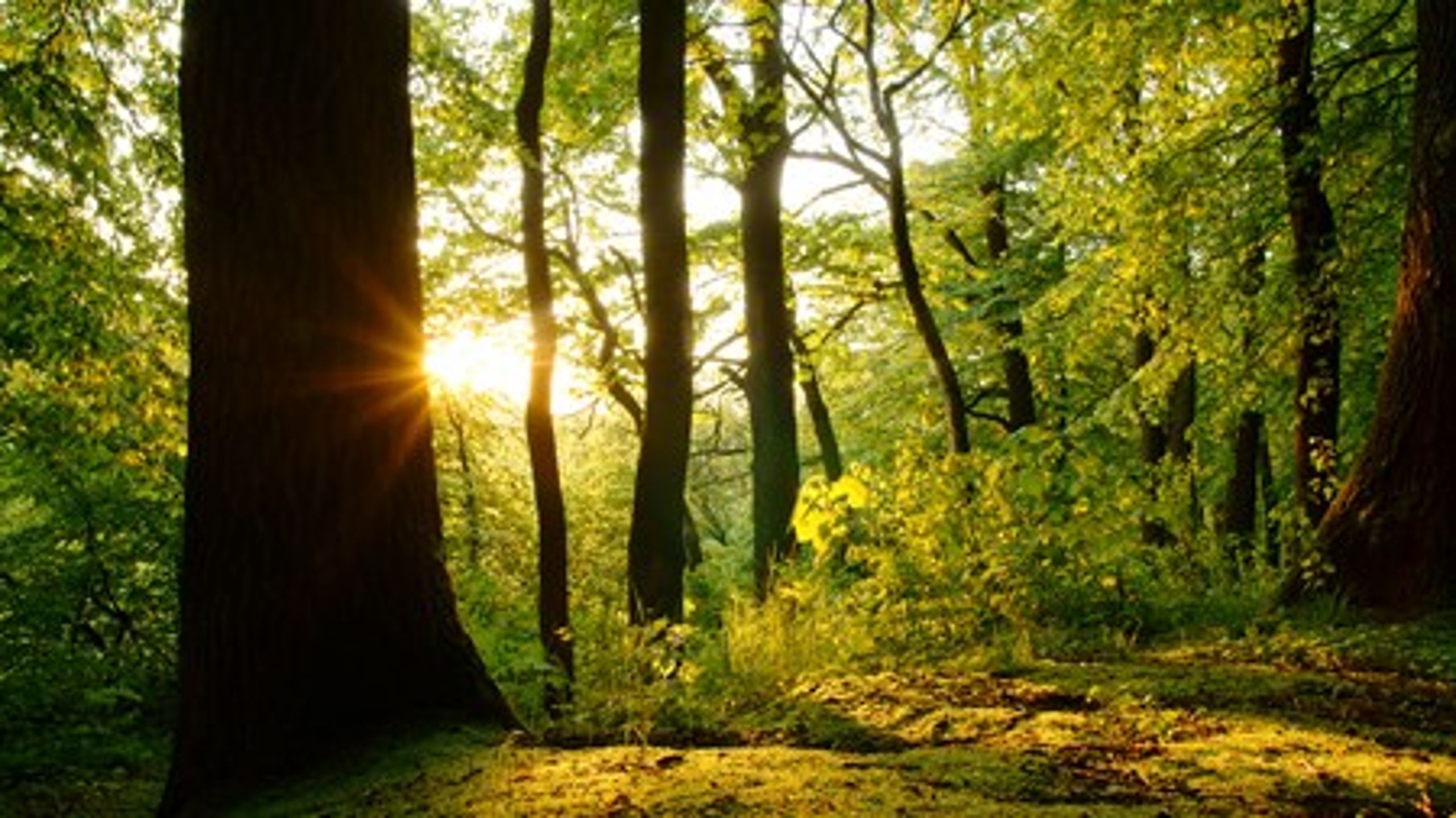 Biologer peger på, at mere urørt skov vil give mere biodiversitet.