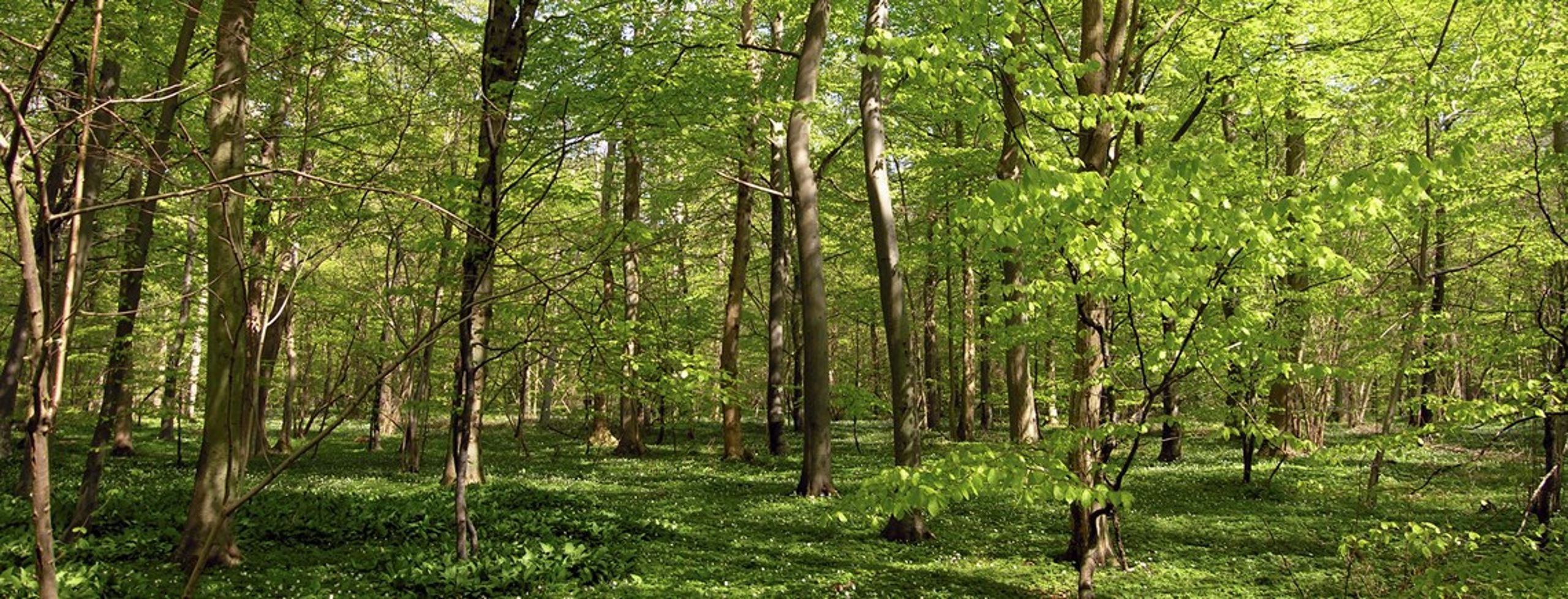 I fælles erklæring kræver organisationer, at&nbsp;biomasse i kraftværker i EU&nbsp;i form af træpiller og træflis skal komme fra skove, der bliver genplantet, og&nbsp;biodiversiteten beskyttes.
