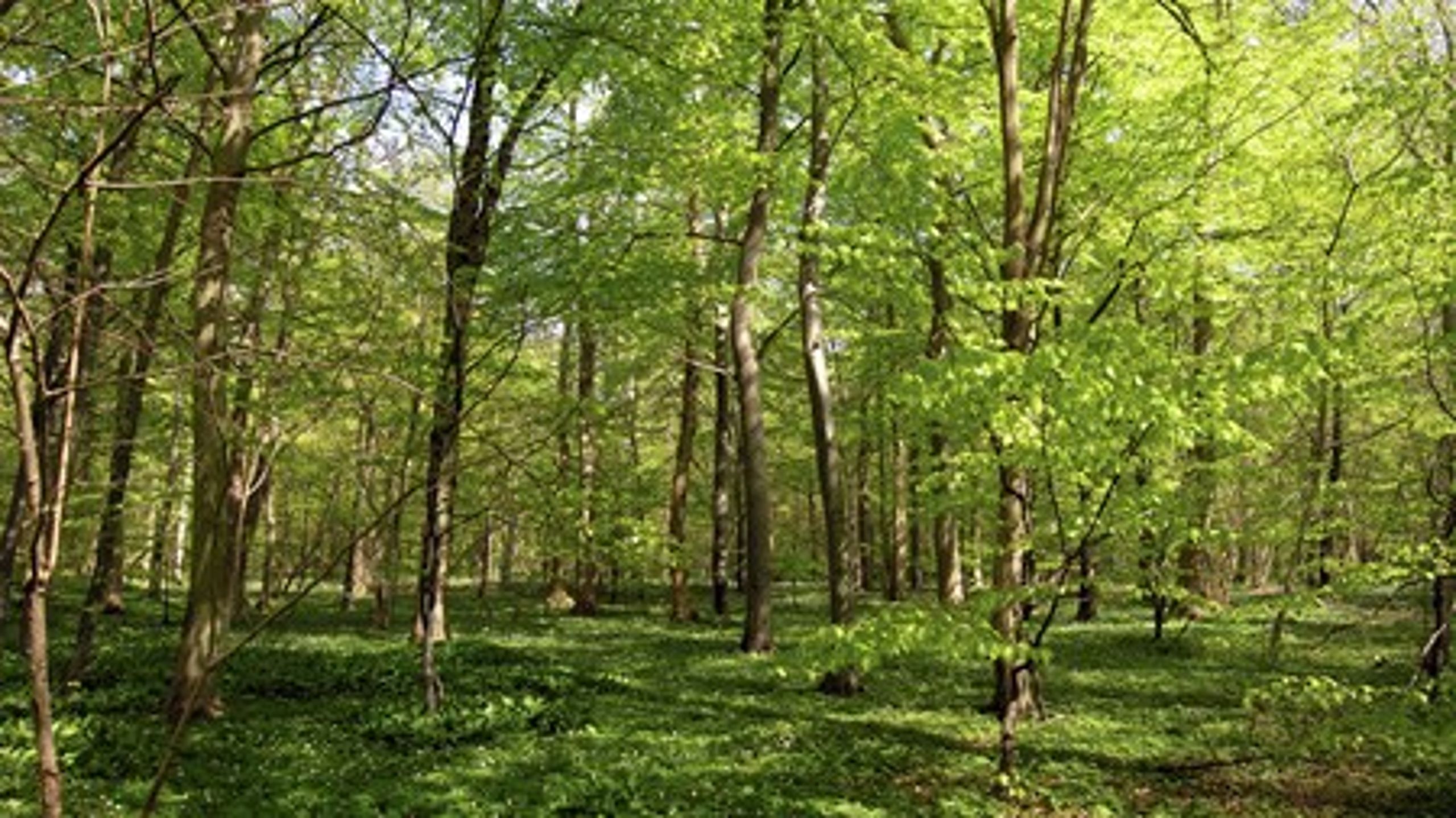 Der bør fokuseres på skovene og den lysåbne natur, hvis man vil gøre en særlig indsats for biodiversiteten, lyder det fra Hans Henrik Bruun.