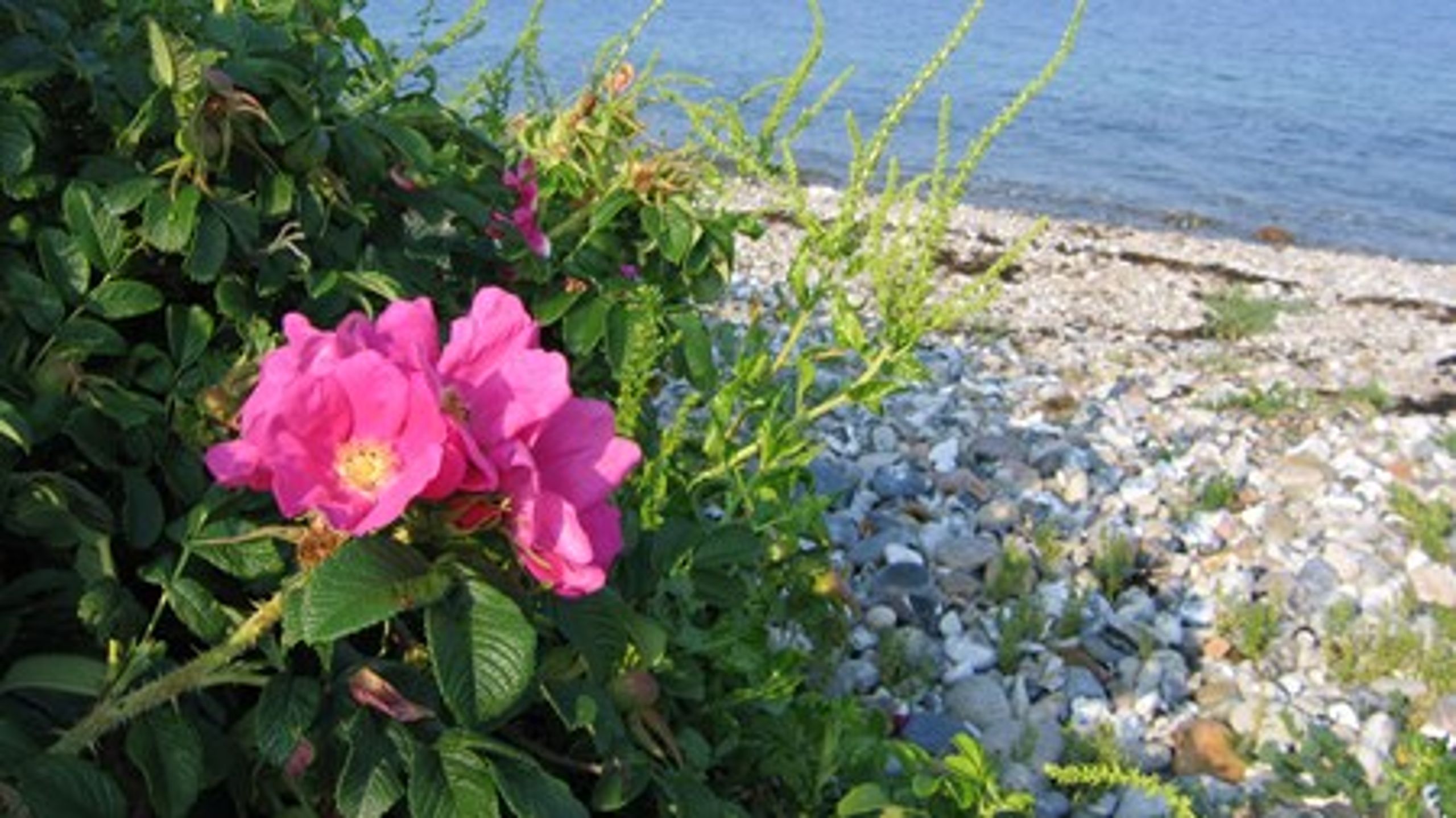 Rynket rose er et eksempel på en dansk invasiv art, der ikke er med&nbsp;på EU's liste.