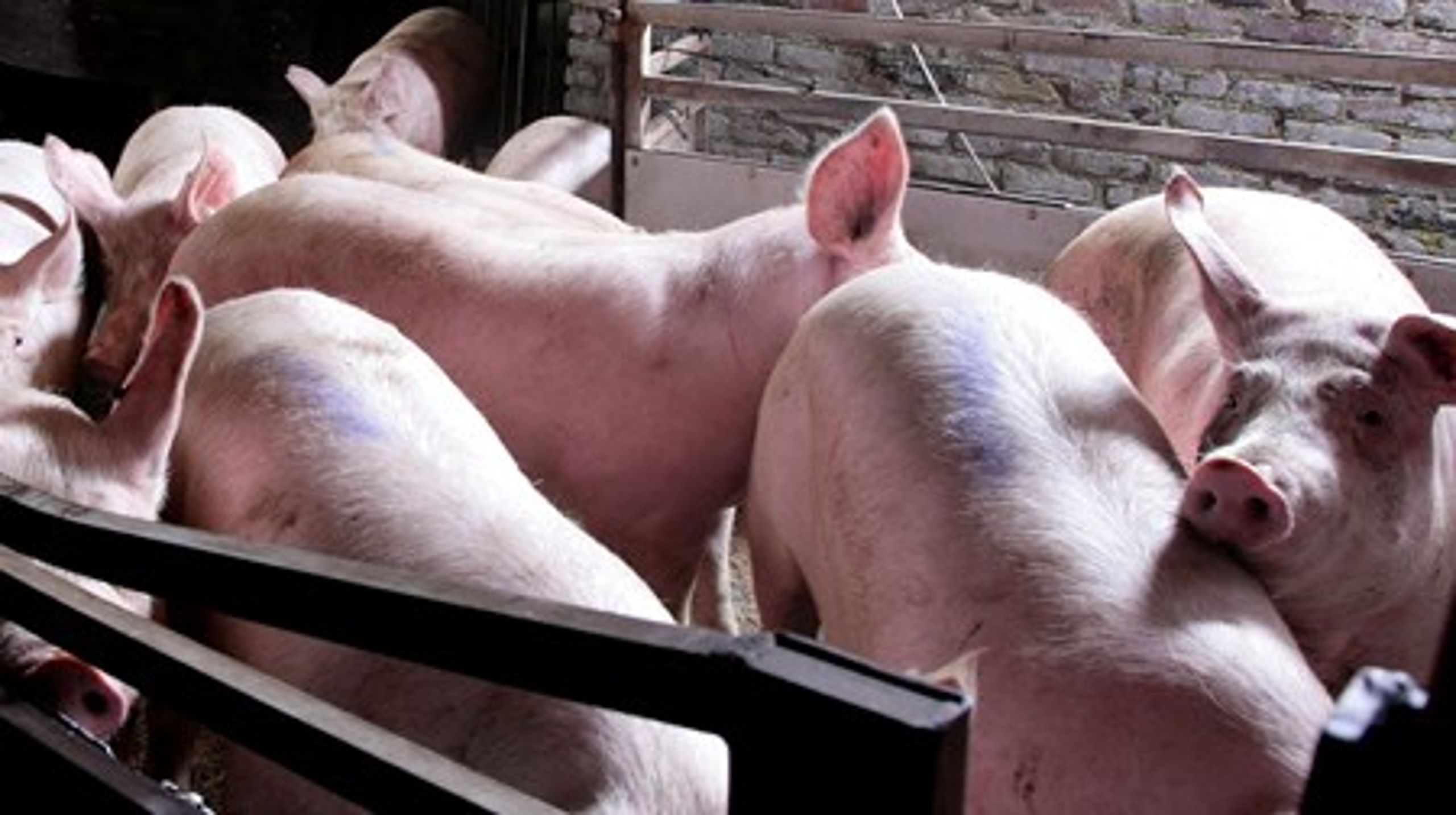 Det er særligt Danmarks intensive svineproduktion, som er skyld i et højt dansk ammoniakudslip.