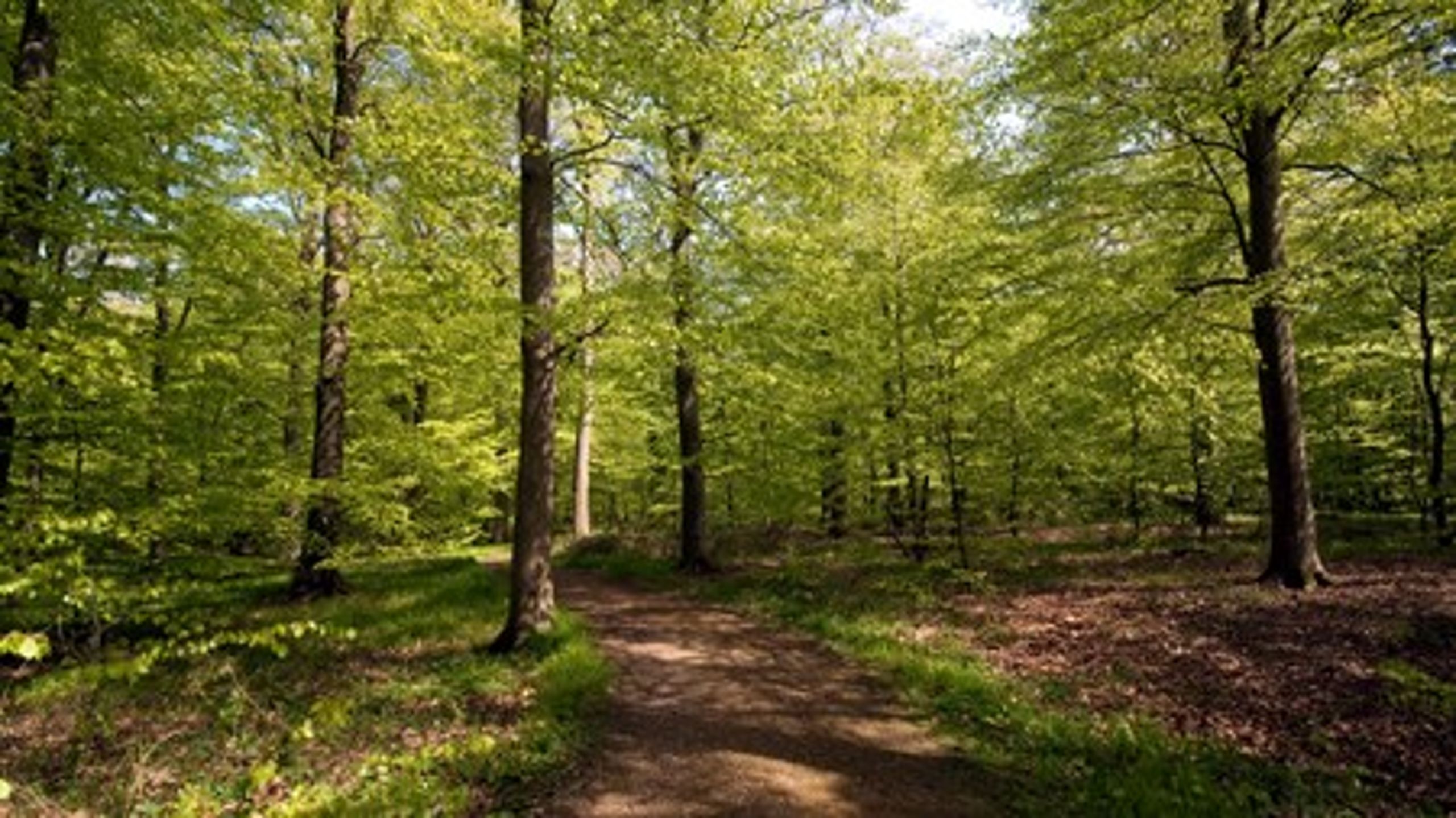 Den danske udgave af nationalpark er udvandet. Det er derfor langt vigtigere, at statsskovene læsses om til urørt skov. Det mener Kenneth Buk fra Verdens Skove.