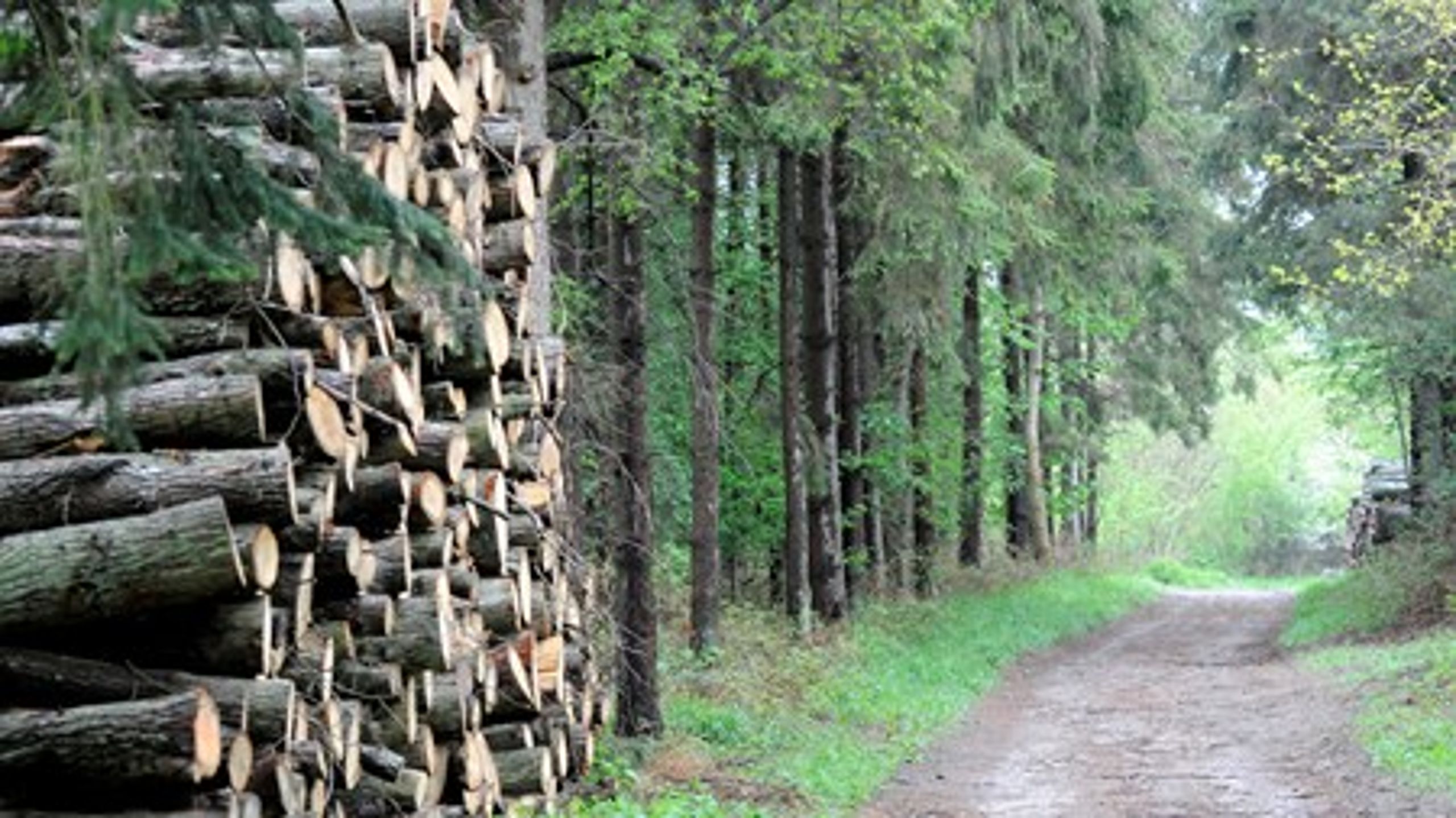 Urørt skov vil formentlig være i fokus i&nbsp;Eva Kjer Hansens (V)&nbsp;naturpakke, der bør ligge&nbsp;klar til foråret.