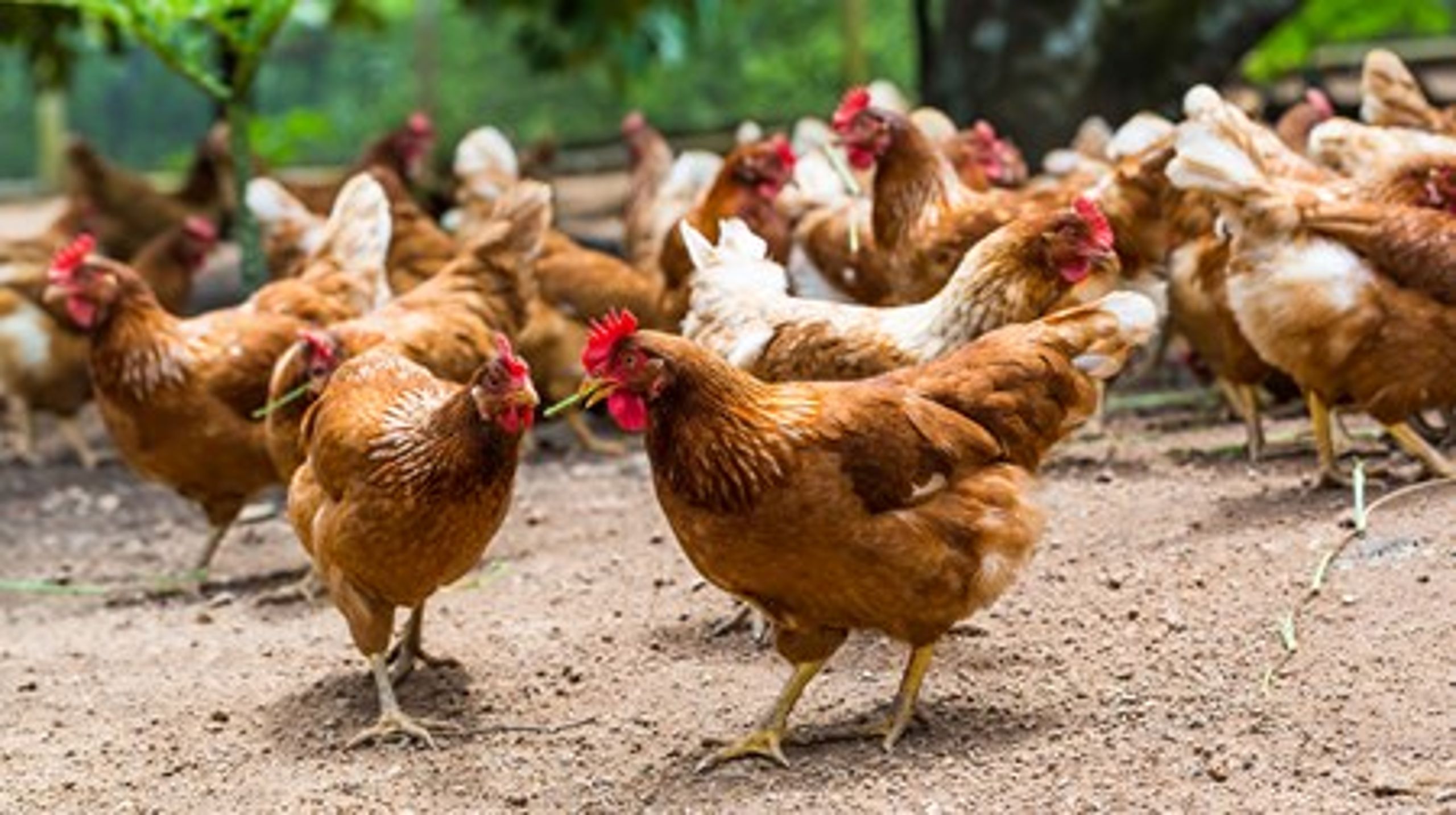 Europa-Parlamentet stemte i efteråret et forslag igennem, der for eksempel indebærer, at&nbsp;der maksimalt må være 12.000 æglæggende høner pr. bedrift. I Danmark er gennemsnittet på omkring 18.000.