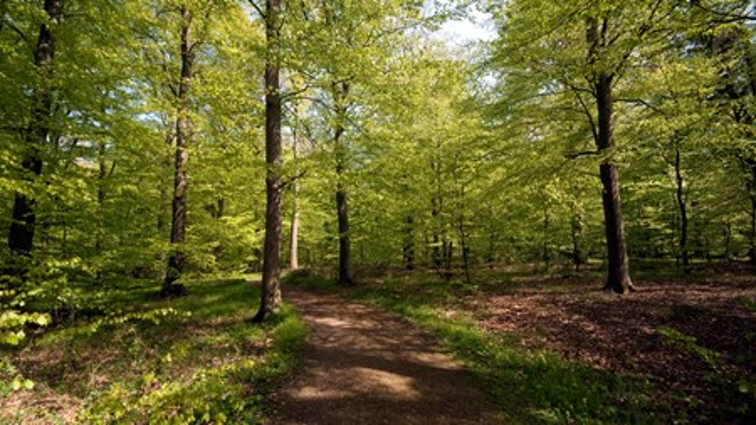 Der er brug for 75.000 hektar urørt løvskov, vurderer forskere.