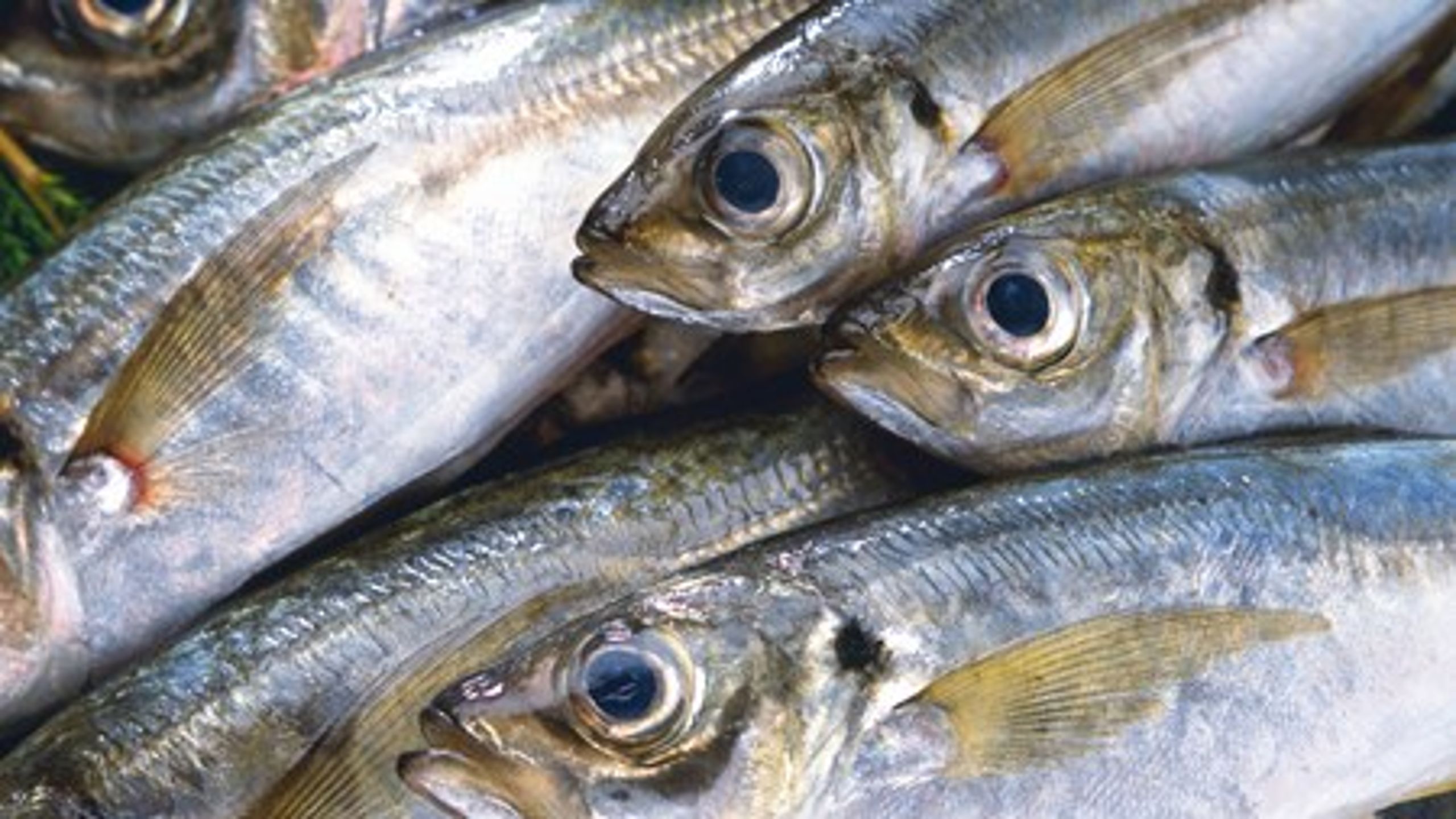 Målsætningen for FSK er, at 30 procent af de vigtige kystfiskearter,&nbsp;som torsk, tunge og rødspætte, skal fanges af det skånsomme kystfiskeri.