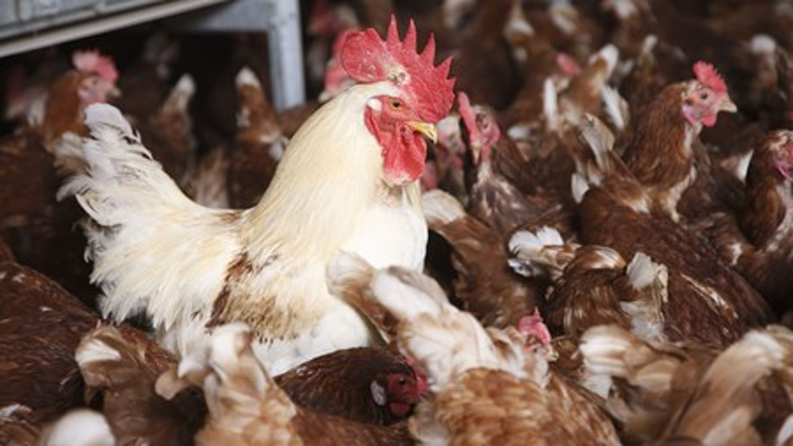 For fremtiden kan det være svært at se, om hønsene i kølemontren er produceret under den normale kontrol eller den lempeligere kontrol under stalddørspakken.
