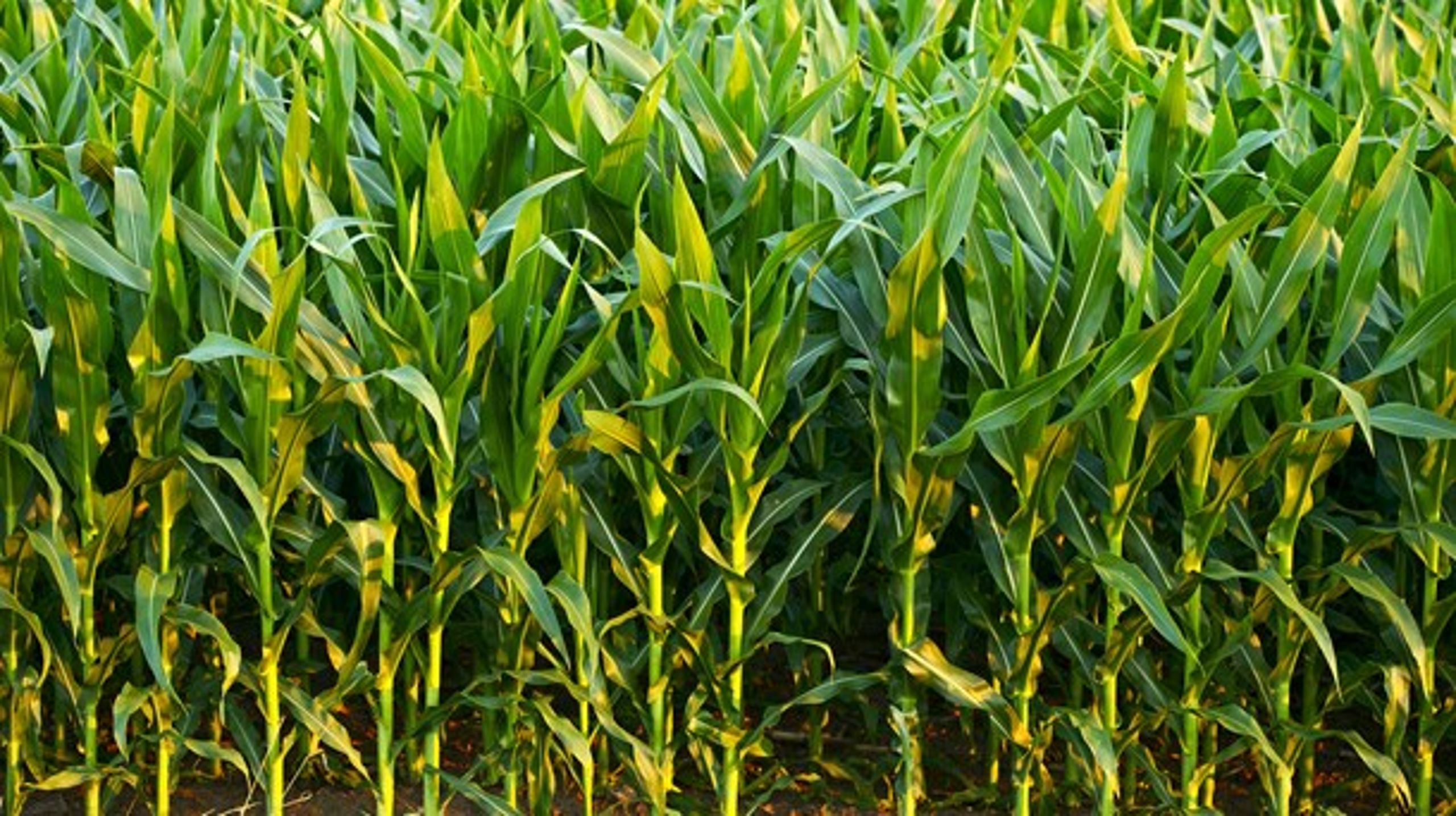 Et flertal uden om regeringen har allerede presset den danske regering til at bede om en dansk dyrkningsundtagelse for fire GMO-majs.