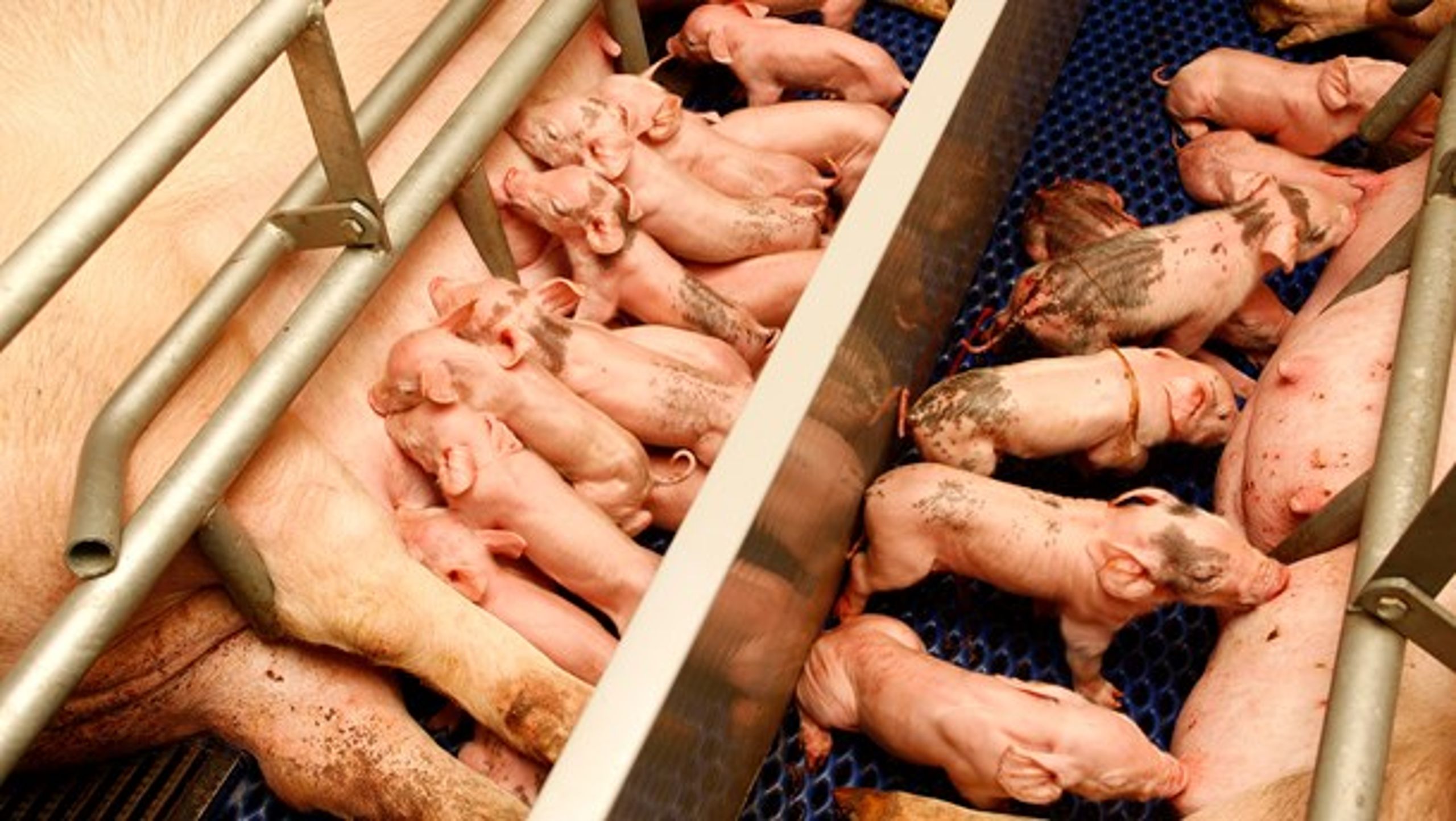 Myndighederne har valgt at beskytte svineindustrien frem for befolkningen ved ikke at afsløre, hvor vigtigt det er, at zinkforbruget sænkes, skriver biolog Søren Wium-Andersen.