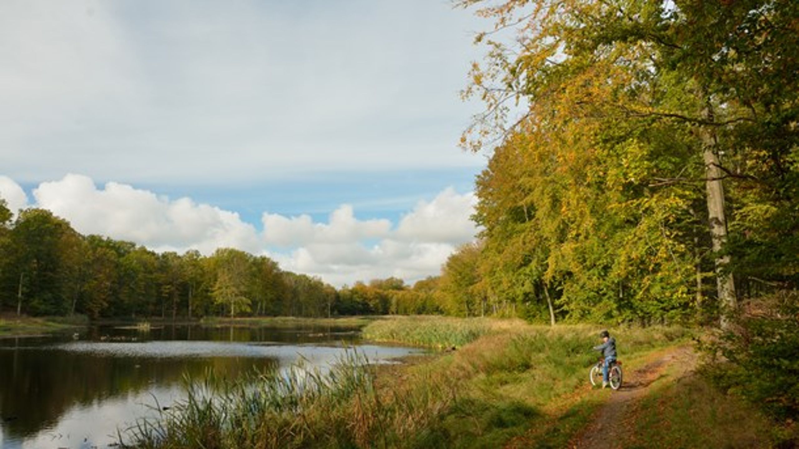Gribsskov er en del af den nye Naturpark Kongernes&nbsp;Nordsjælland.