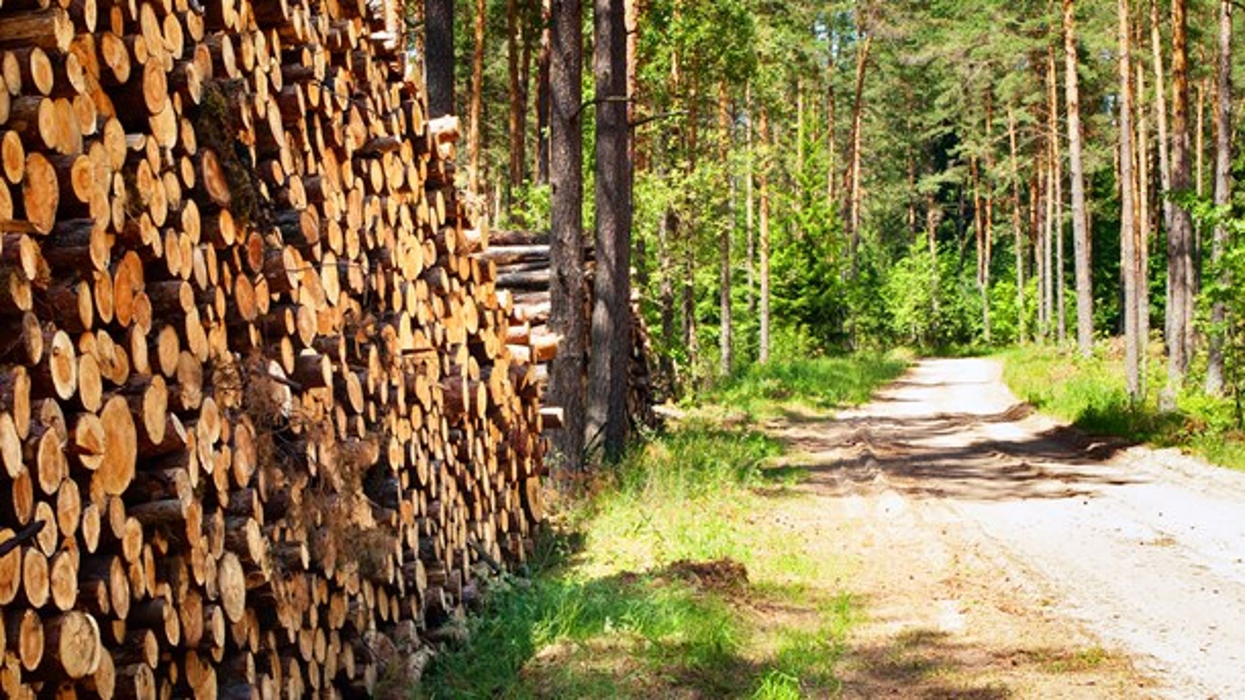 Produktionen af flis fra Naturstyrelsens&nbsp;statsskove er blevet certificeret efter ordningen Sustainable Biomass Partnership (SBP), der blandt andet dokumenterer klimagevinsten ved biomassen.