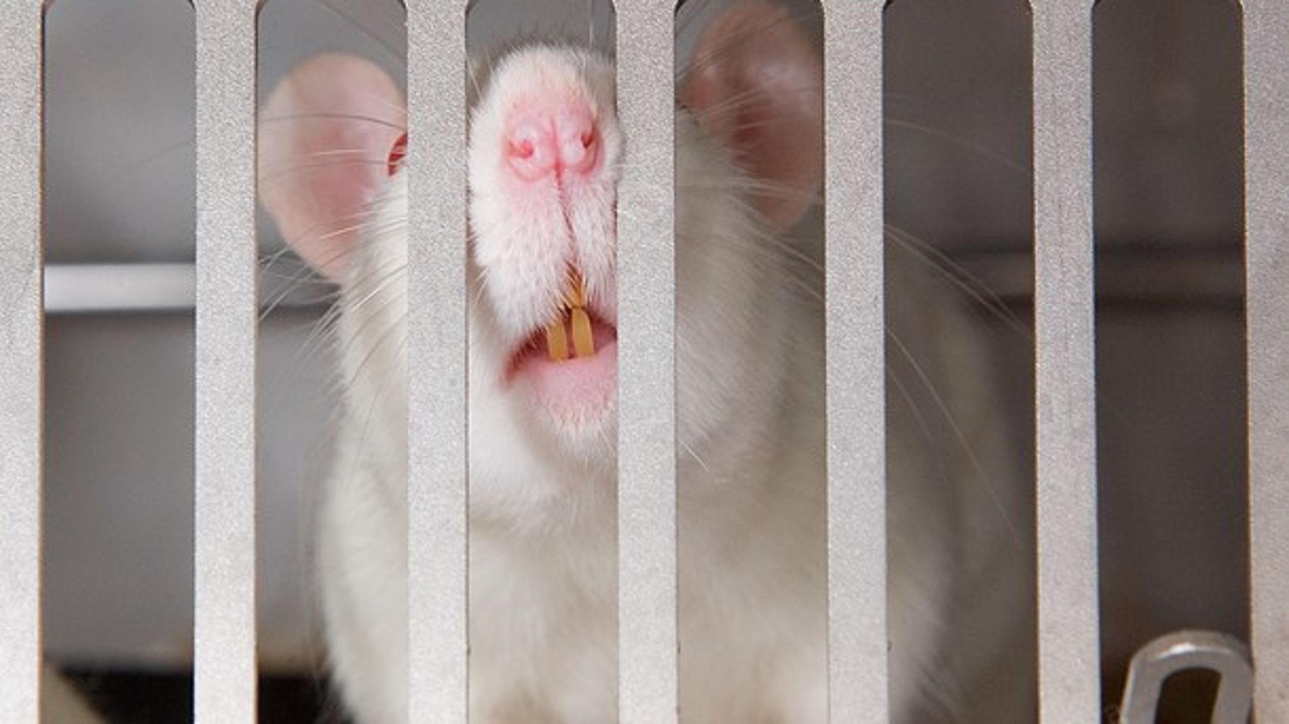 EU-regler forbyder kosmetikbranchen at bruge dyreforsøg på blandt andet rotter, marsvin og kaniner, når de skal have deres produkt godkendt i Unionen. Ny dom kigger nærmere på reglerne i praksis.