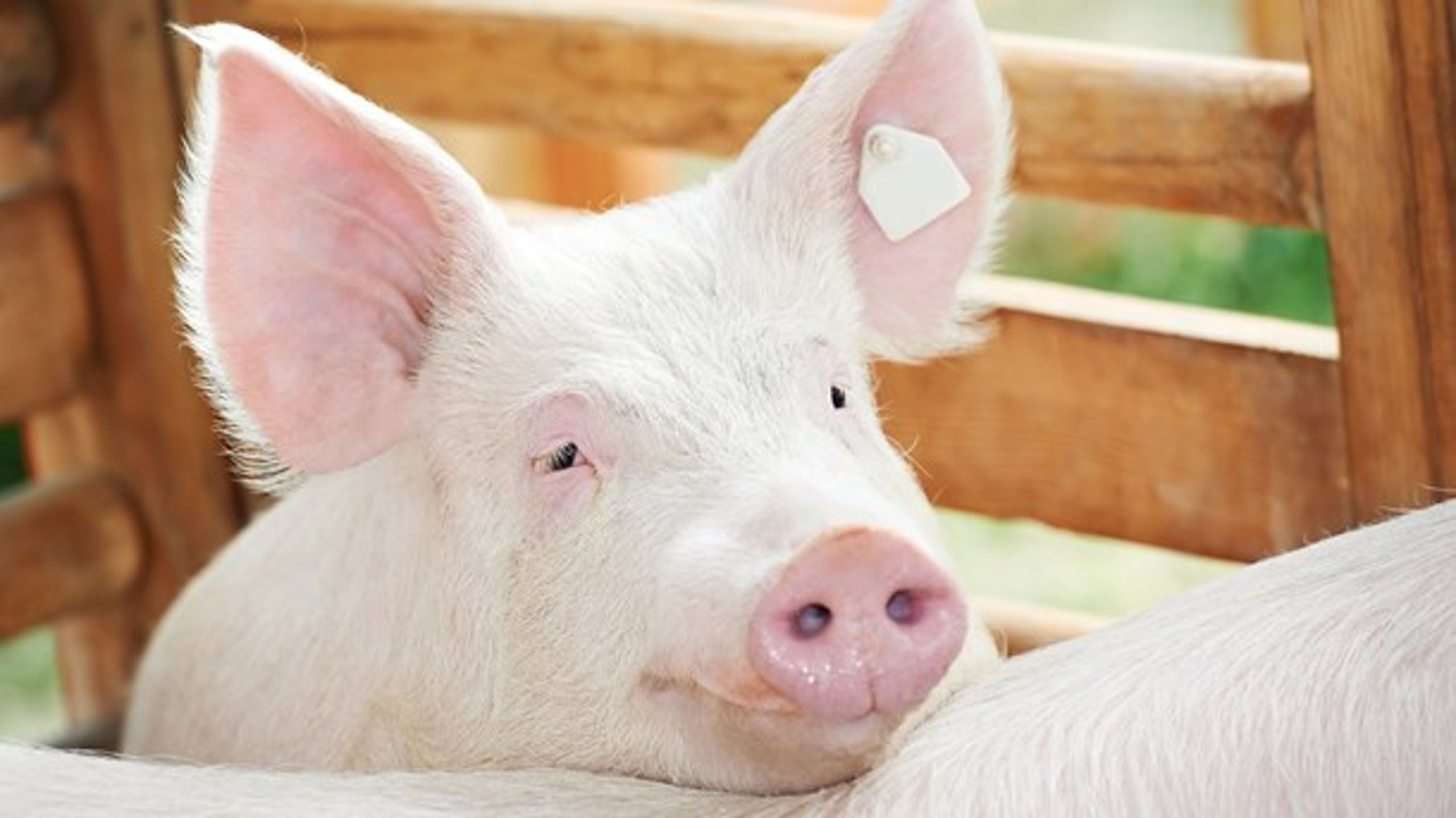 DTU gik i sidste uge i offensiven og understregede forskernes anbefalinger om bekæmpelse af den multiresistente MRSA-bakterie i dansk svineproduktion. <br><br>