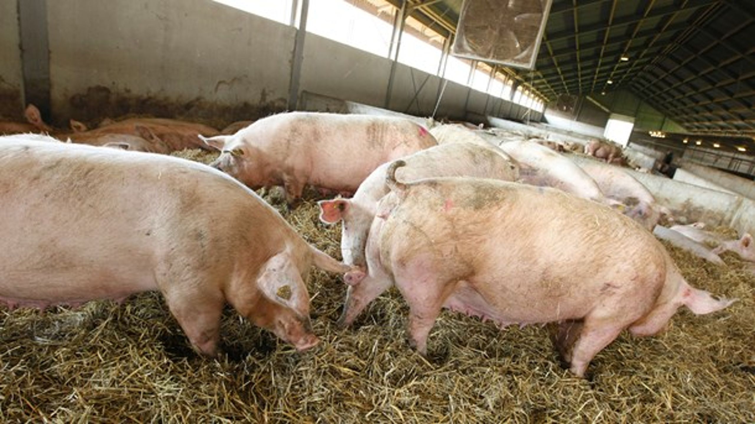 Det nye obligatoriske hygiejnekursus skal være med til at sikre, at husdyr-MRSA ikke spredes fra svinestaldene og ud i det omgivende samfund.