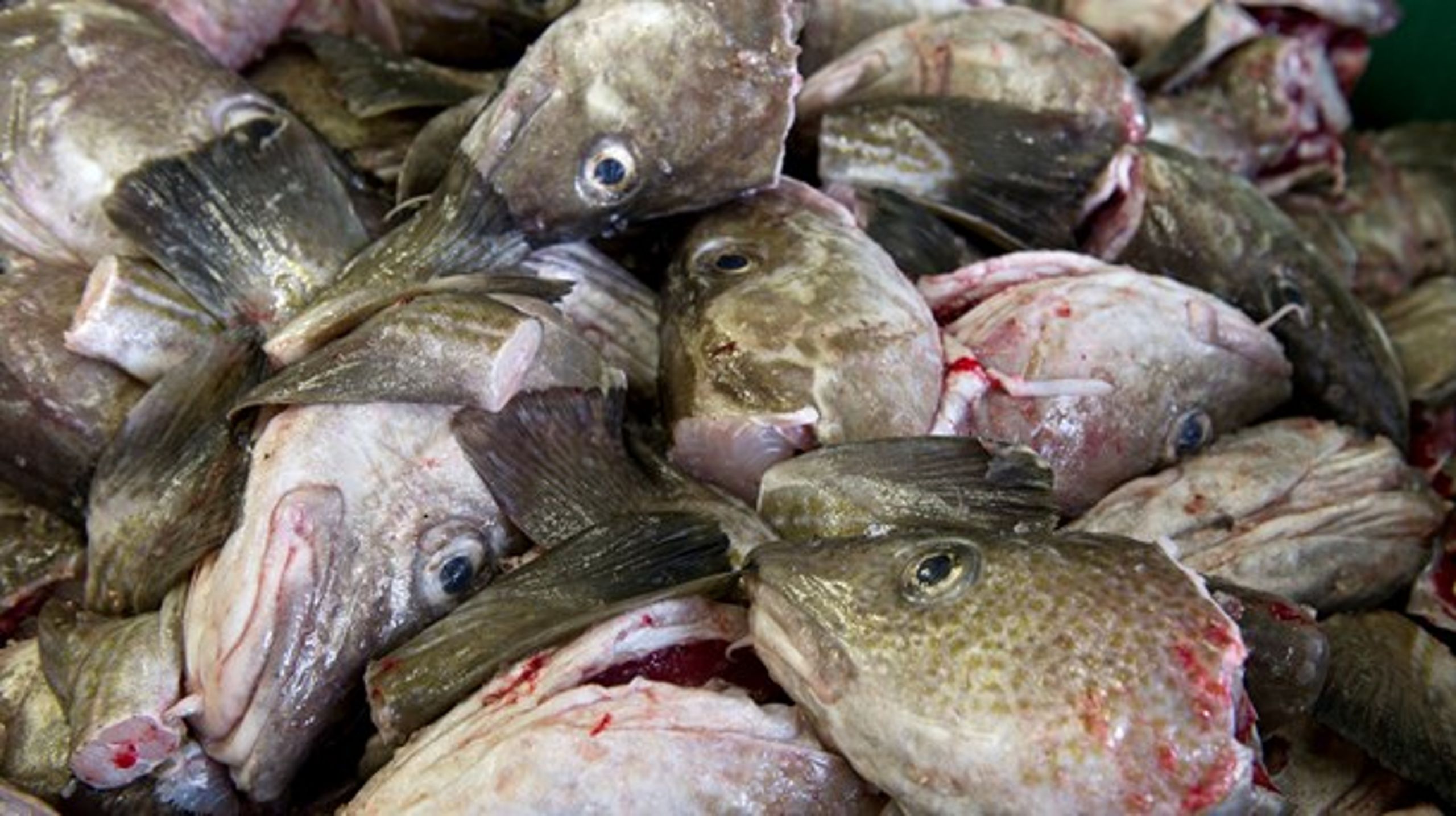 TORSKEDUMT: Fiskeriforeningen fjerner bevidst fokus fra de væsentlige problemer.