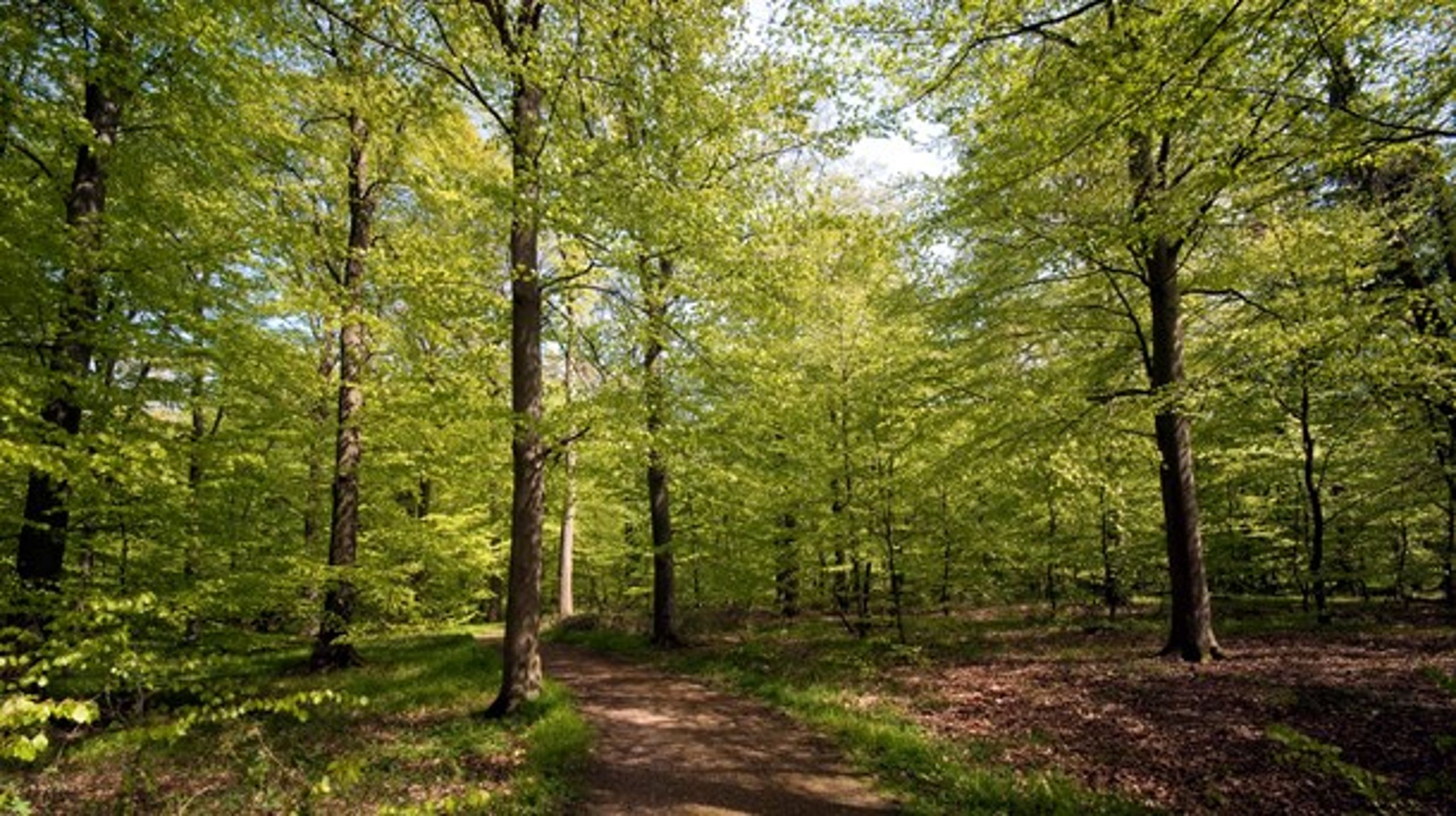 Særligt på skovforvaltning lader Danmarks indsats meget tilbage at ønske. Danmark scorer således kun 16 ud af 42 på dette område, skriver Gry Bossen fra Verdens Skove.