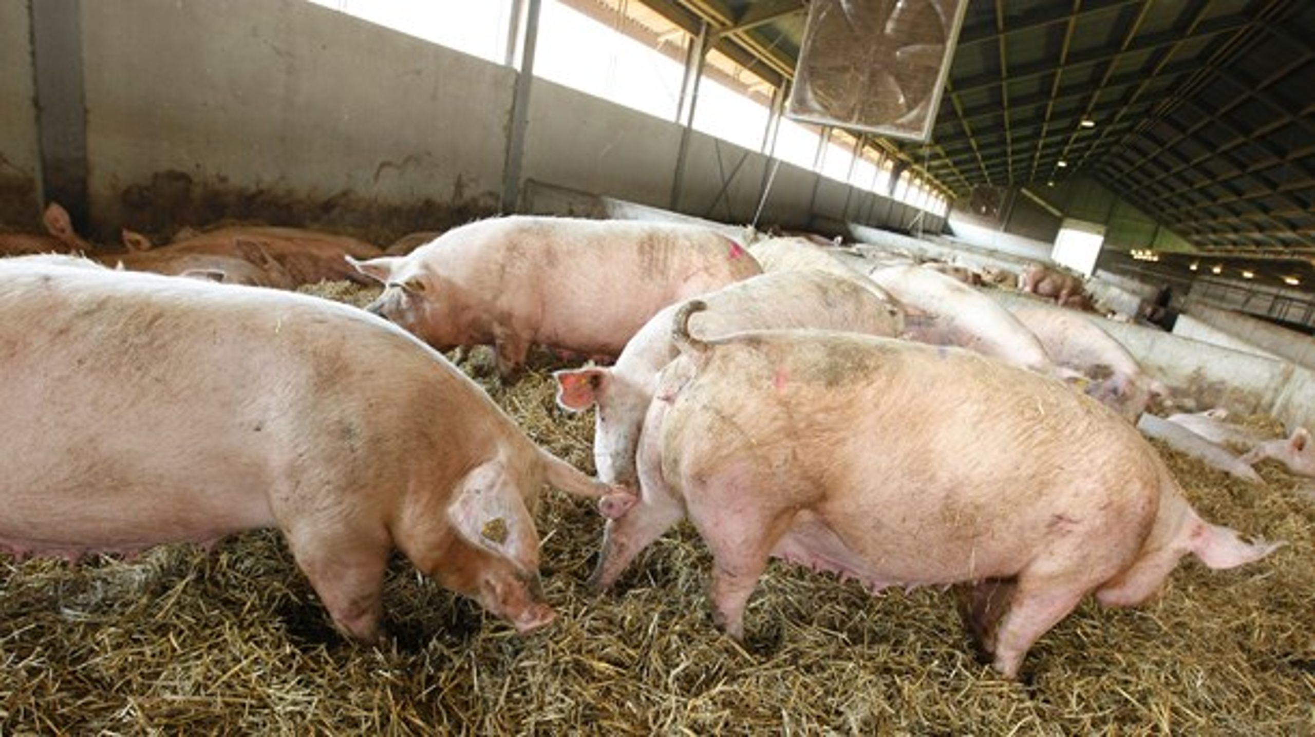 Danske grise kan være indblandet i en italiensk sag om produktionen af skinkerne Parmaskinke og Prosciutto de San Daniele.