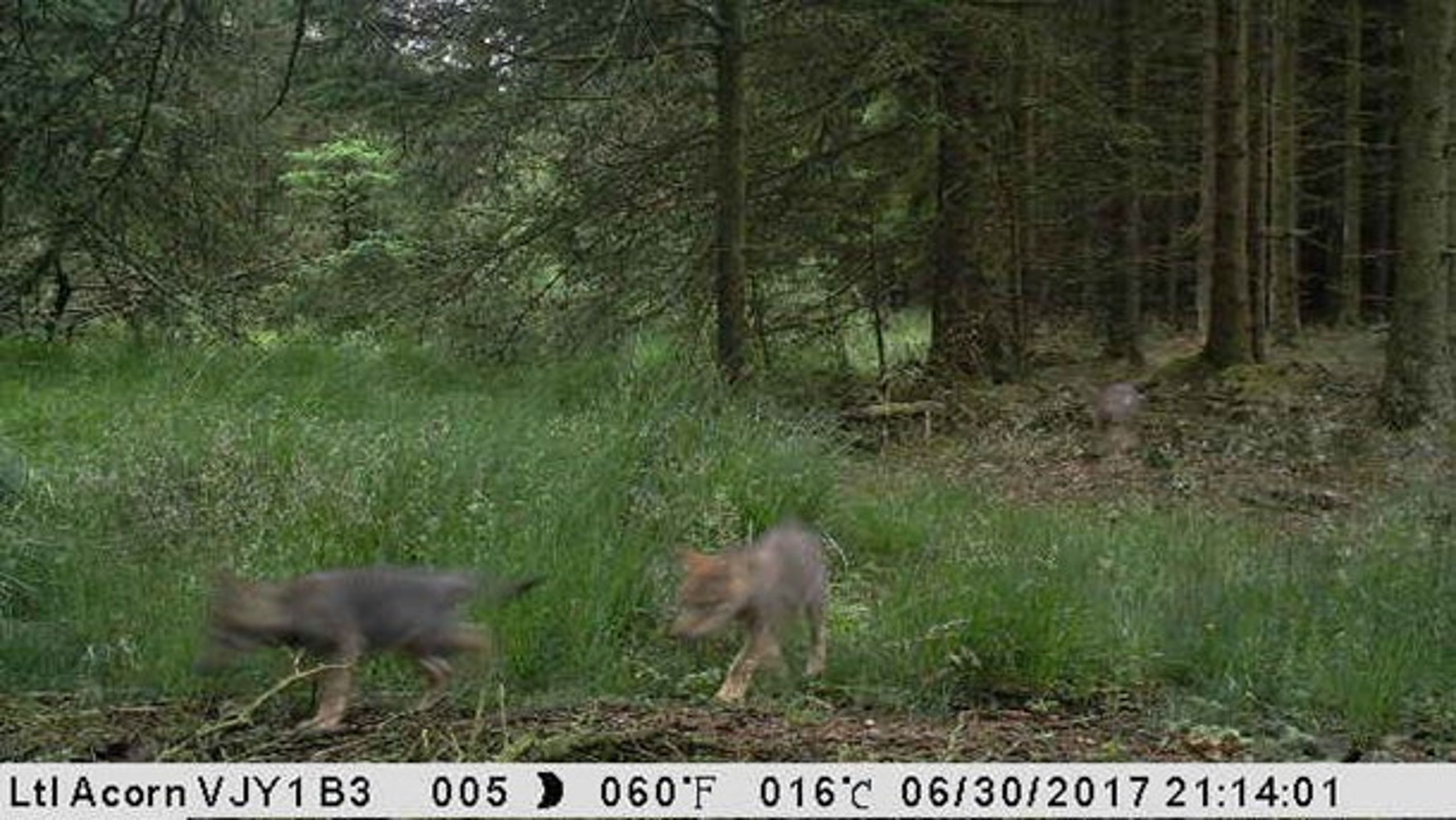 Ulveunger fanget af Naturstyrelsens vildtkamera.