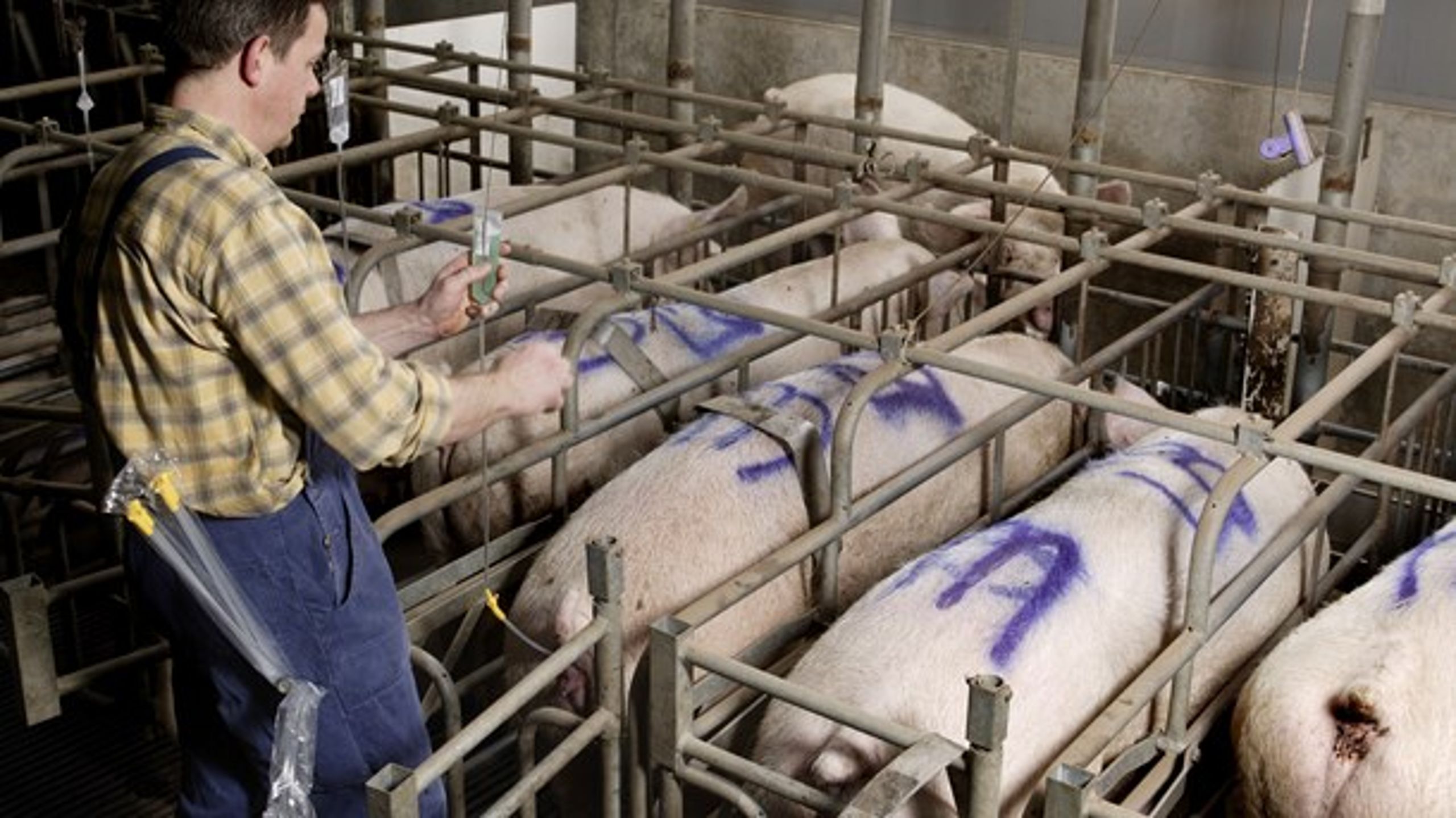 Dansk svineproduktion skal fremtidssikres til globale tendenser om økologi, dyrevelfærd og bæredygtighed, skriver direktør Britta Riis.