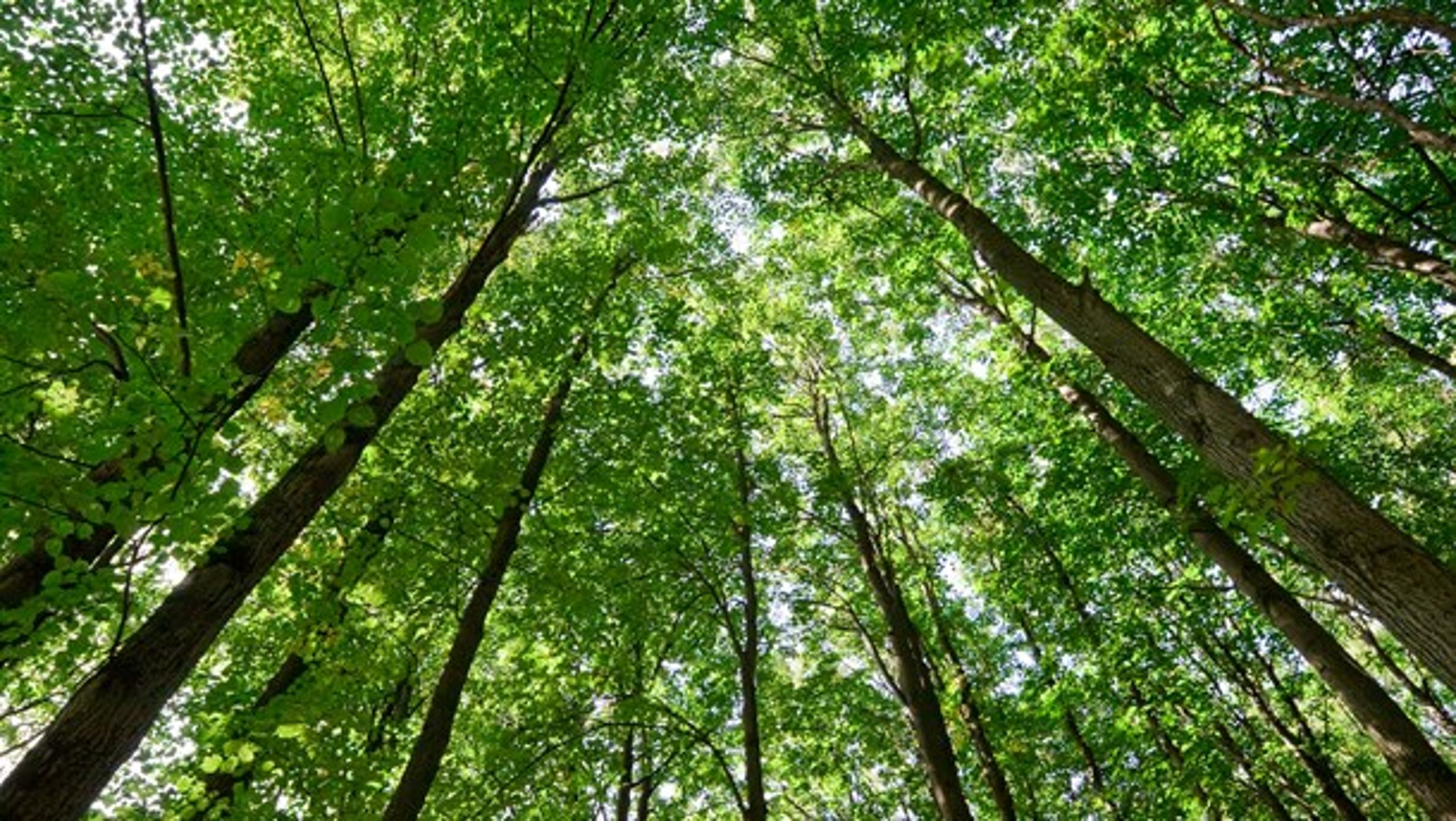 Der er konkurrenceforvridende, at de offentlige skove er blevet kortlagt, mens de private ikke bliver, mener Dansk Energi.