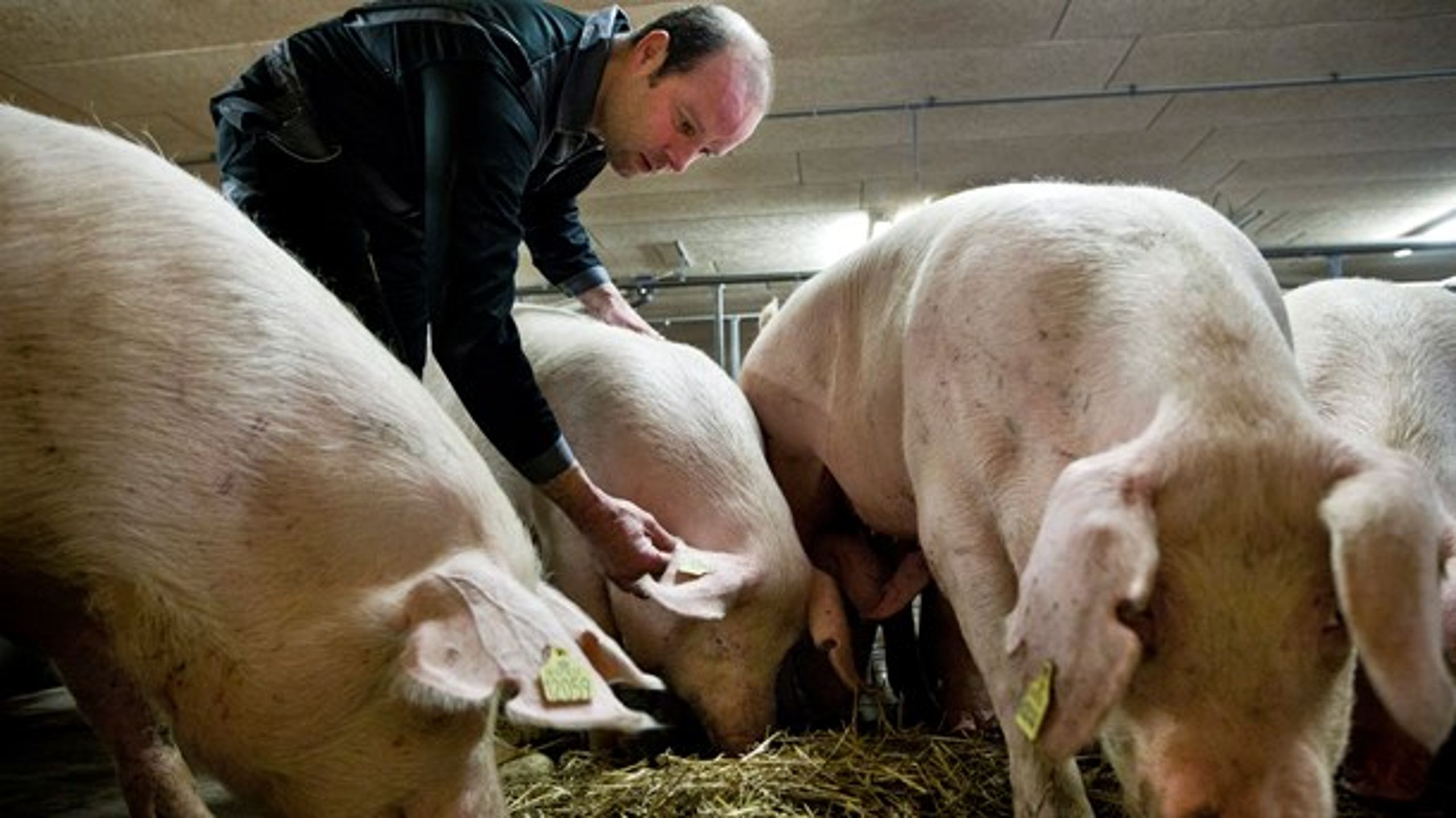 Det er grove påstande, når Britta Riis hævder, at grisene systematisk påføres stress og sygdom, skriver formanden for Danske Svineproducenter.&nbsp;