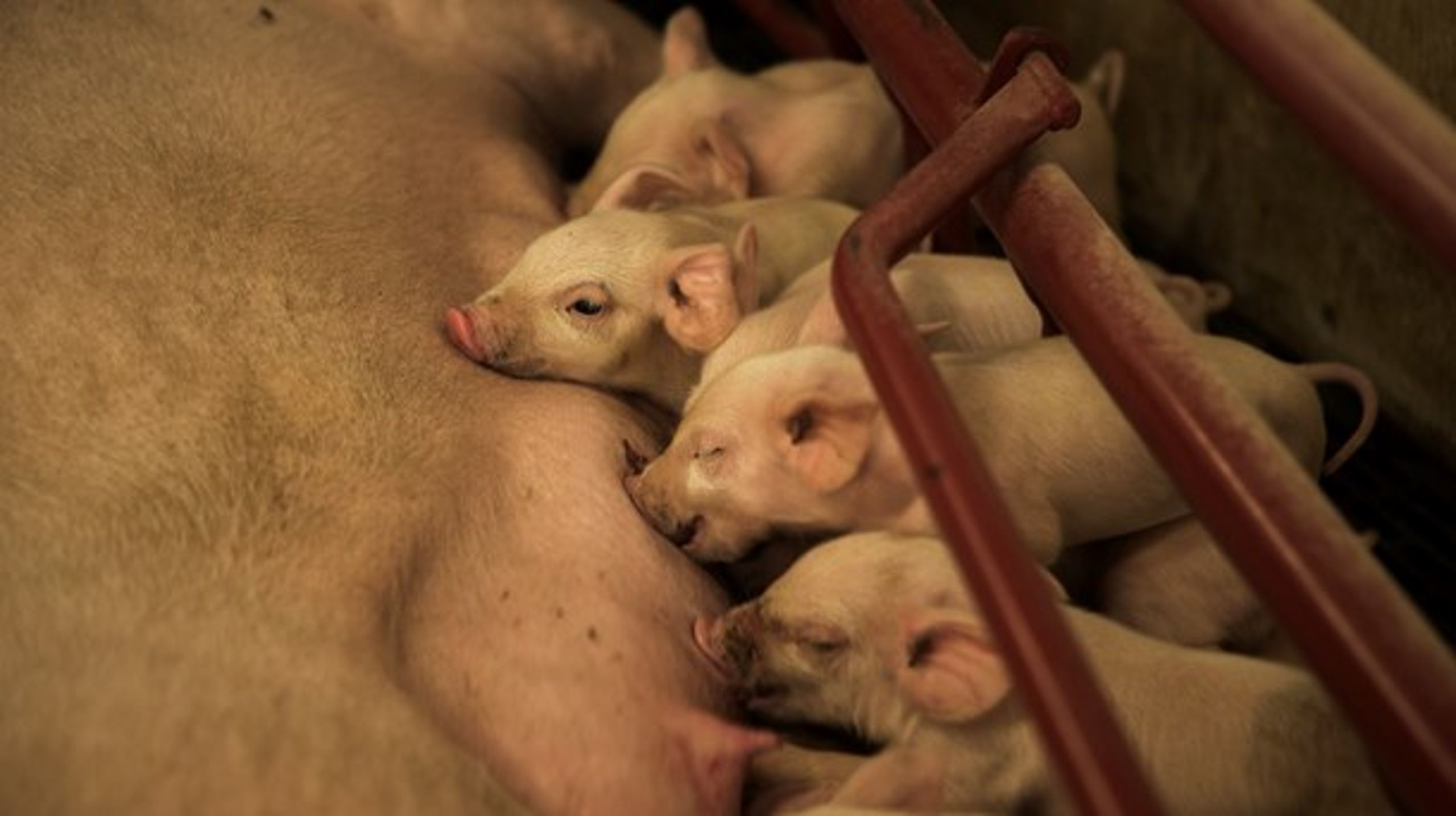År efter år har dansk svineproduktion formået at reducere forbruget af antibiotika, skriver svinebonde Henrik Mortensen.