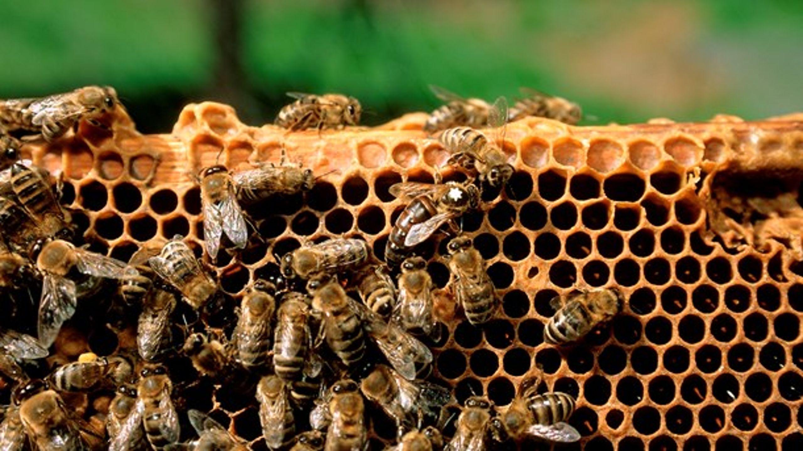 Ifølge Esben Lunde Larsen (V) er de danske bier sikret gunstige forhold.&nbsp;