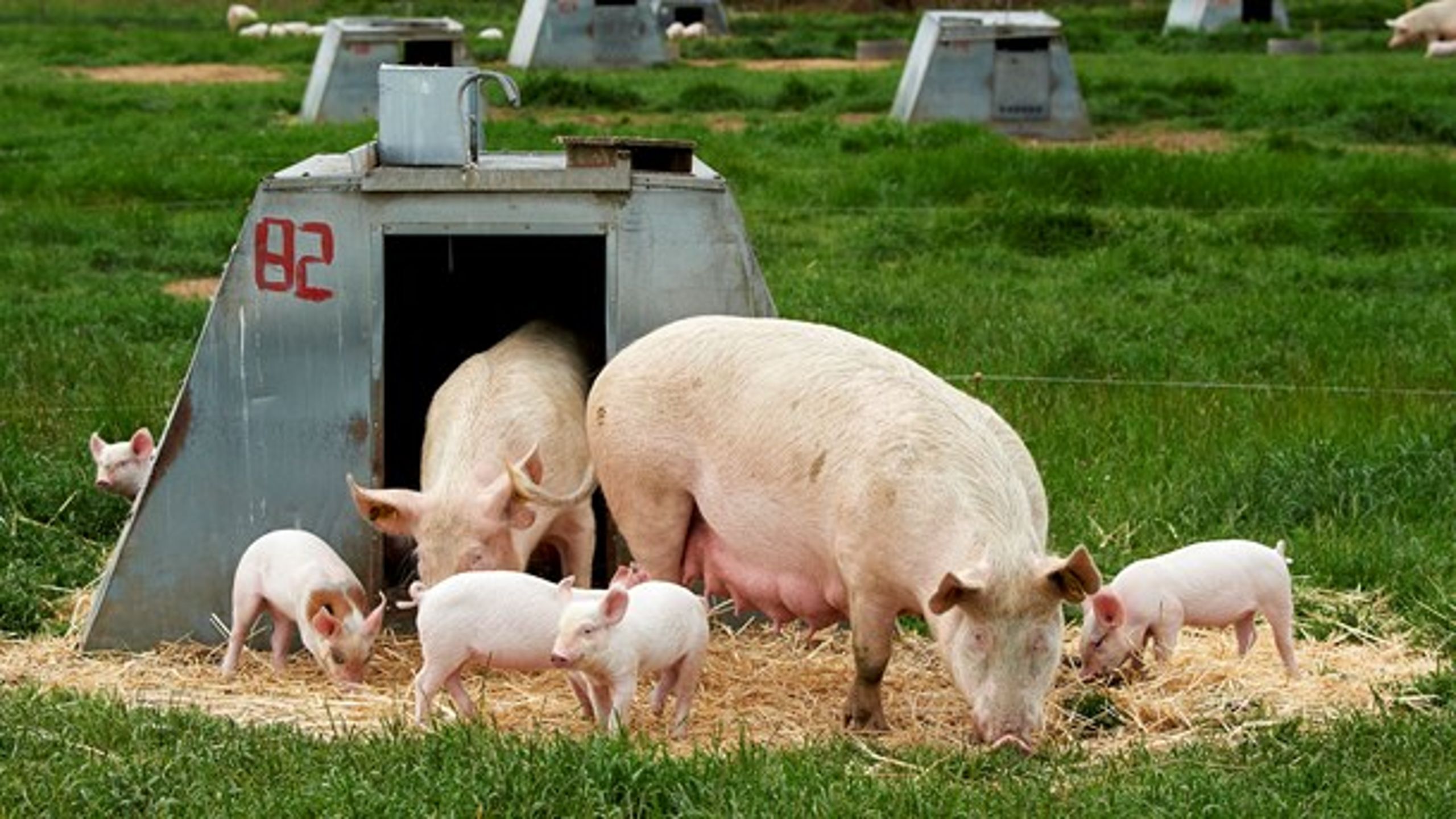 Økologiske slagtesvin bruger ti gange mindre antibiotika end svin fra det konventionelle brug, skriver Bengt Holst.