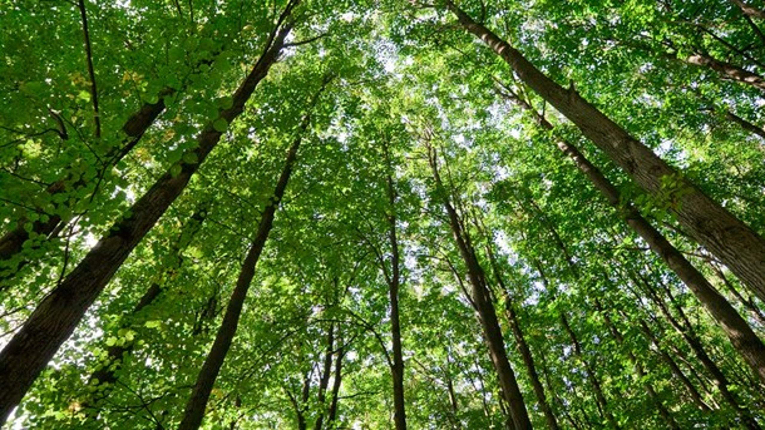 Det ville være lettere at bruge bæredygtig biomasse fra danske skove, men det besværliggøres af, at politikerne har valgt ikke at kortlægge de danske skove, skriver Kate Wieck-Hansen fra Dansk Fjernvarme.&nbsp;