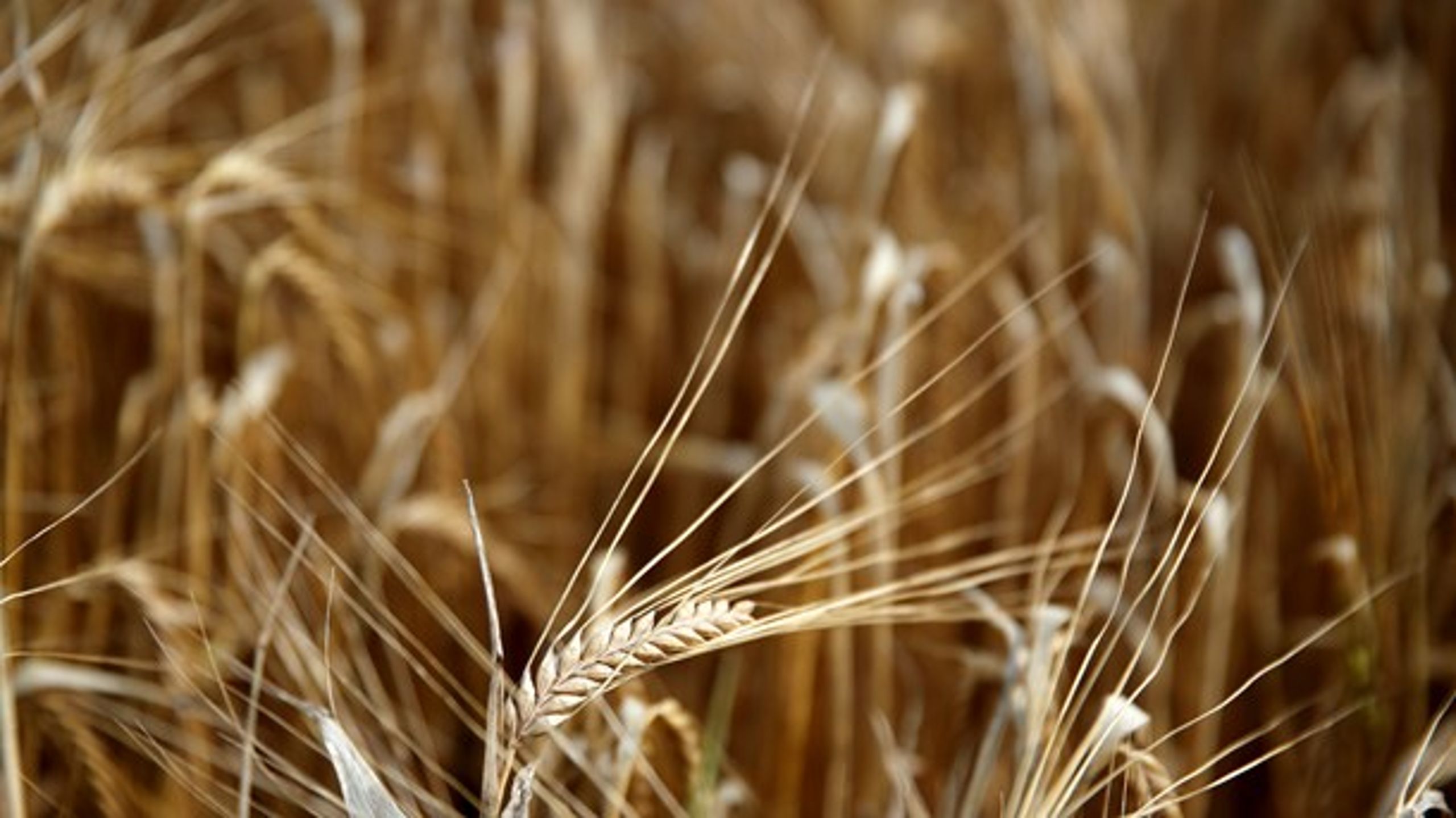 Ny forskning kunne for eksempel beskæftige sig med mulighederne for dyrkning af hvede målrettet forbrugere med glutenallergi, skriver Jakob Lave.&nbsp;