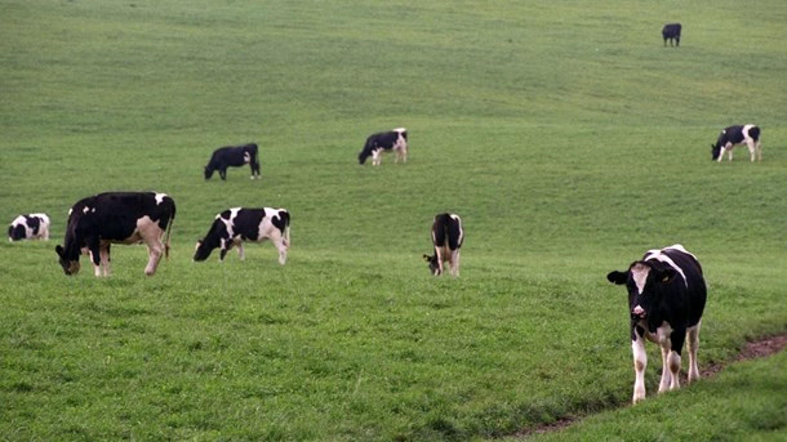 Vi skal omstille, så græs bliver en handelsvare, der, udover at skulle hentes af køerne på markerne, også skal forarbejdes til protein og bruges til energiproduktion og gødning, mener Danmarks Naturfredningsforening.