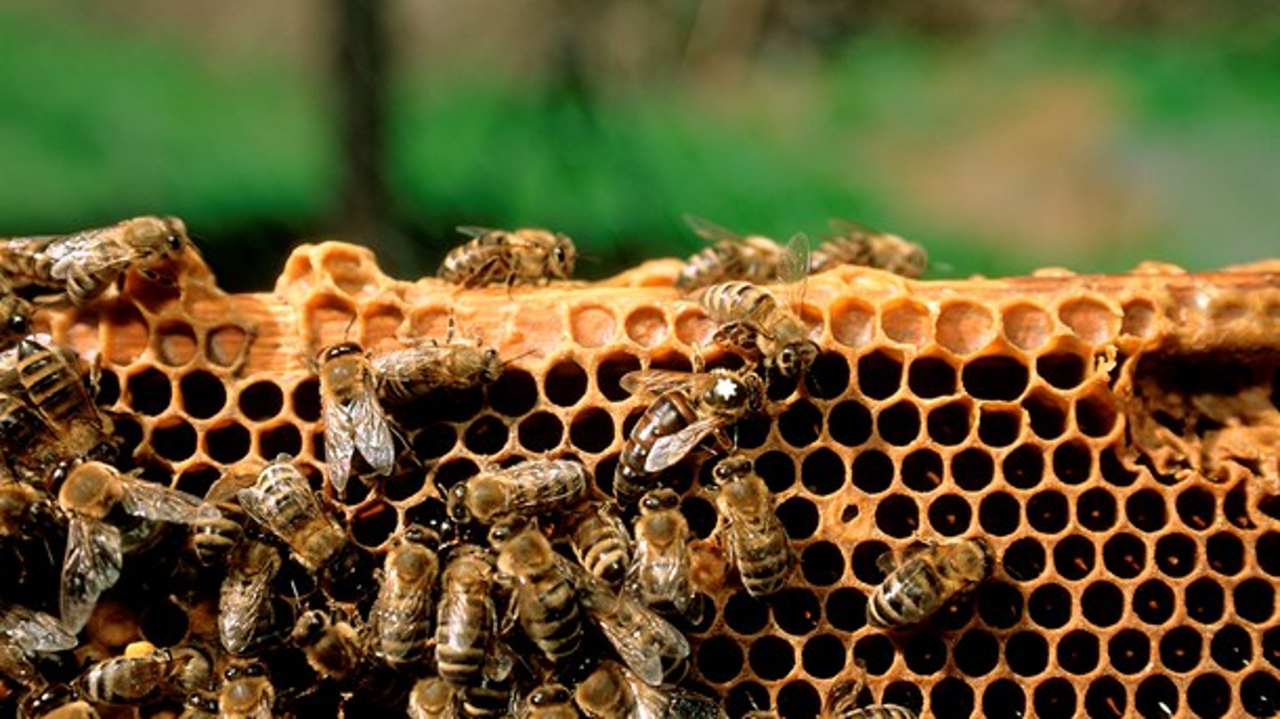 Honningbierne i landbruget udkonkurrerer de vilde bier, og det er derfor&nbsp;bemærkelsesværdigt, at miljø- og fødevareministeren sidste år tyvedoblede det areal, som honningbierne må slippes løs på, skriver&nbsp;Bo Øksnebjerg.