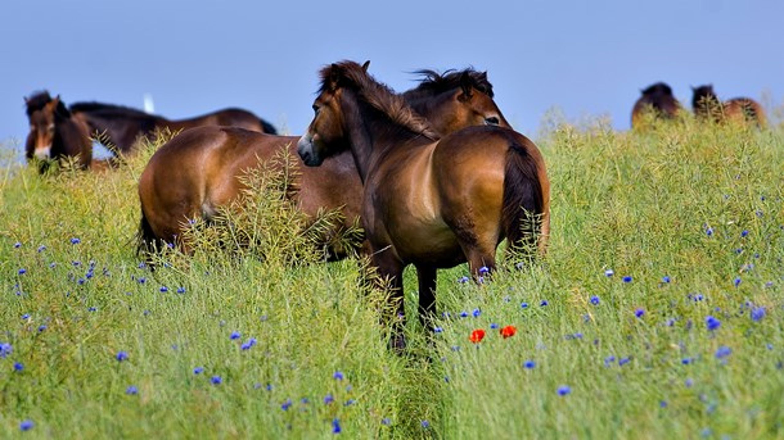 <b>GØR DANMARK VILDERE</b>: En gruppe vilde heste ved Dovns Klint, Langeland.<br>