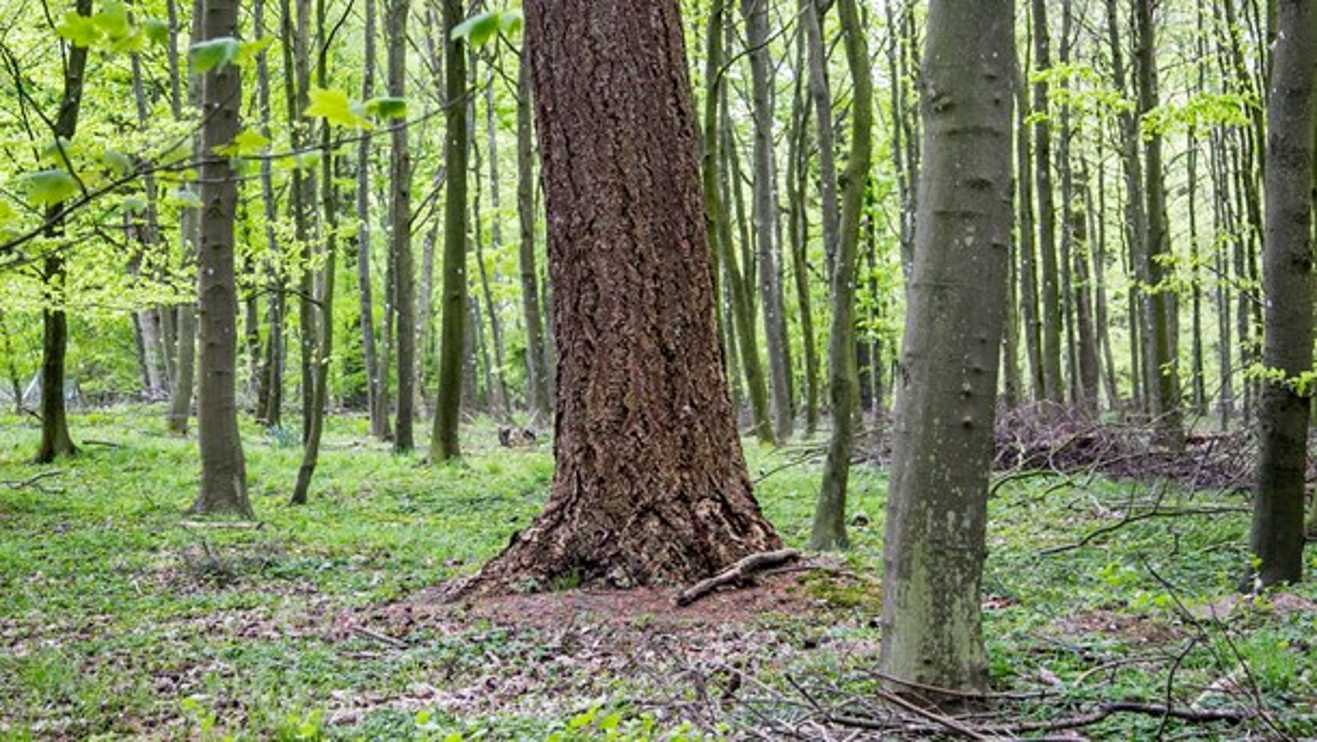 Biomassen i vores land- og skovbrug er det største enkeltredskab, vi har til at påvirke atmosfærens CO2-indhold, skriver&nbsp;Claus Felby og Niclas Scott Bentsen. Foto fra Friisenborg Skovene.&nbsp;