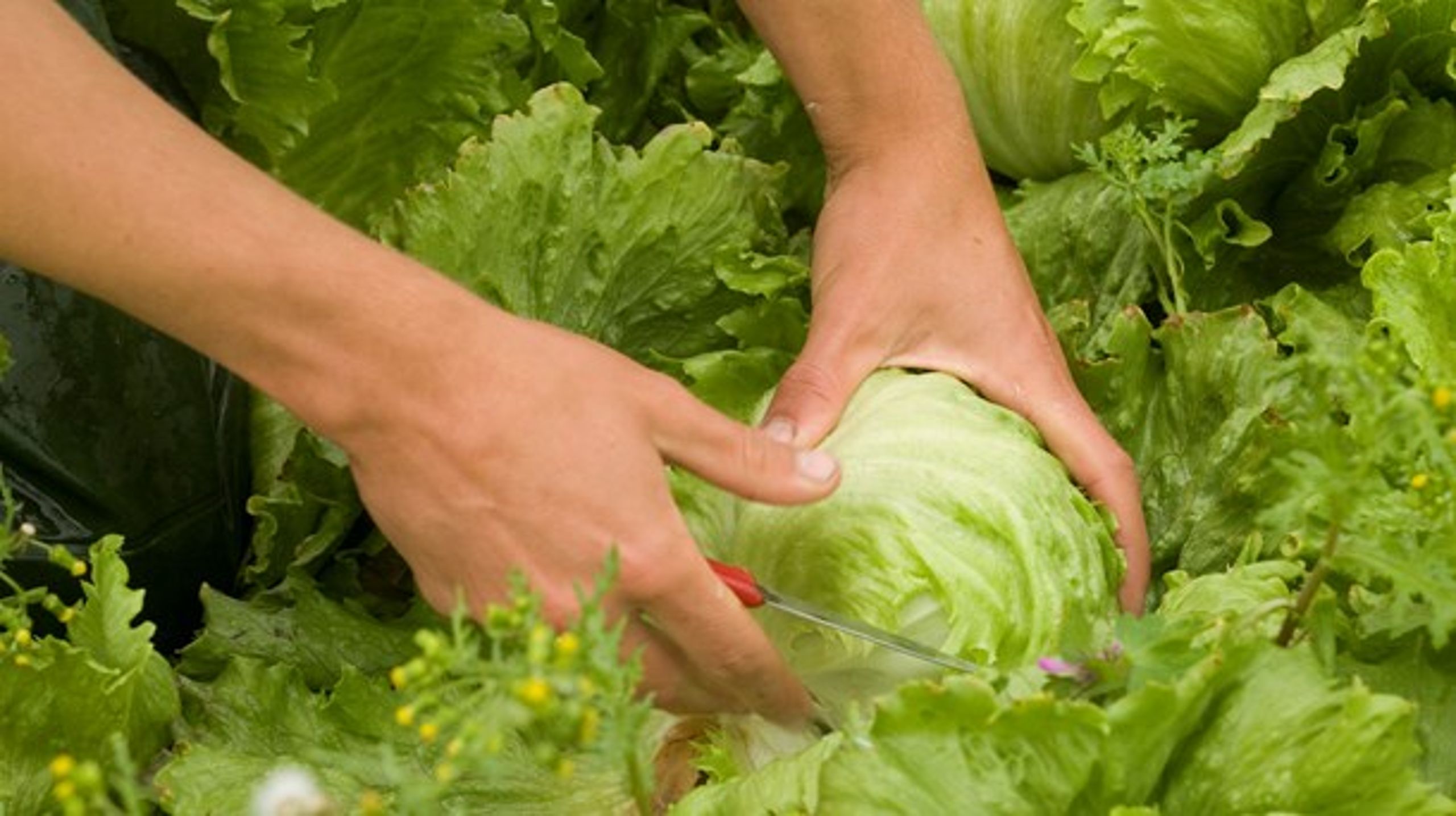 Salater er nogle af de grøntsager, der kæmper med at modstå svampesygdomme.