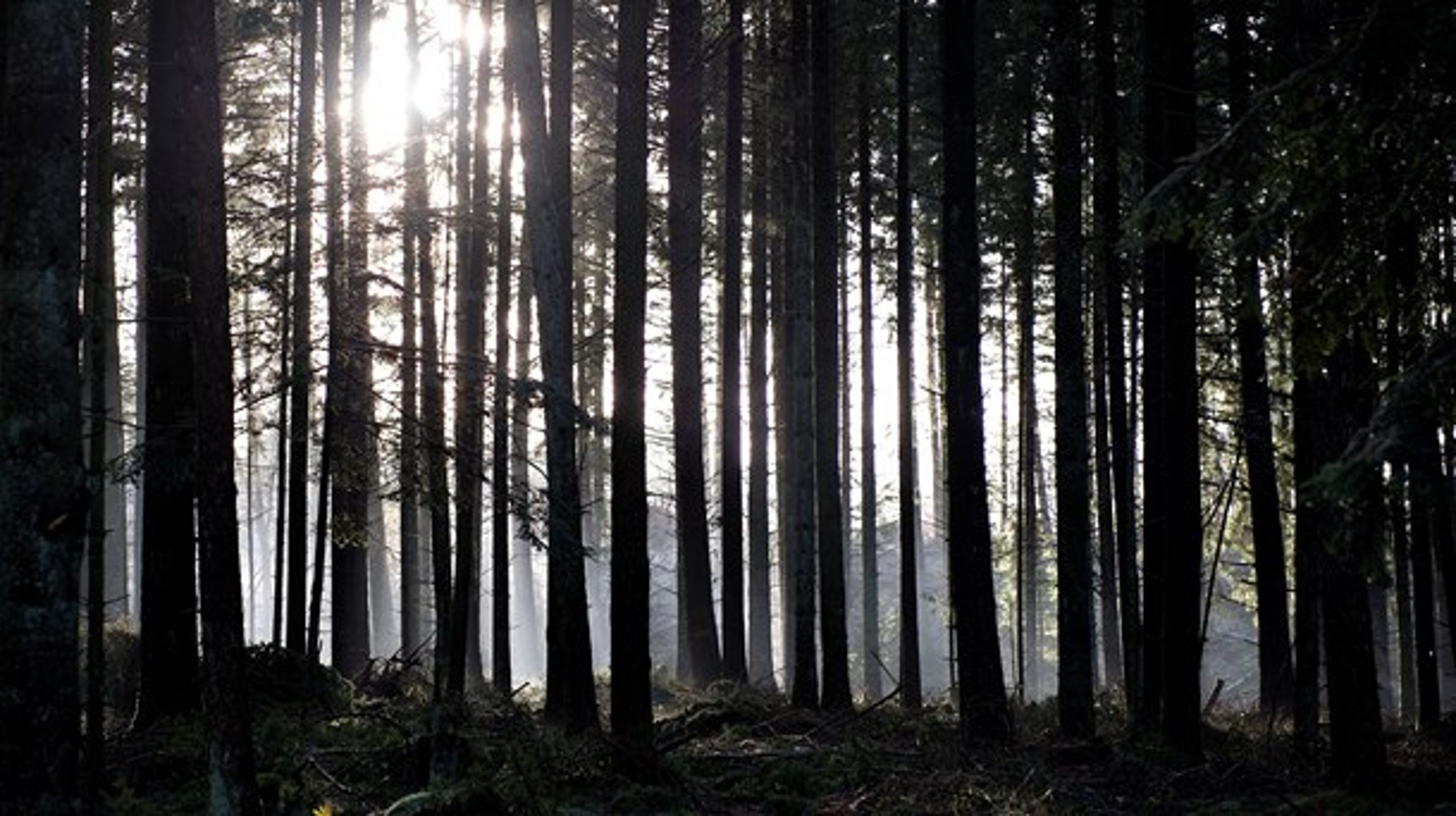 Verdens skove presses af biomassebrug, skriver Jørgen Henningsen.