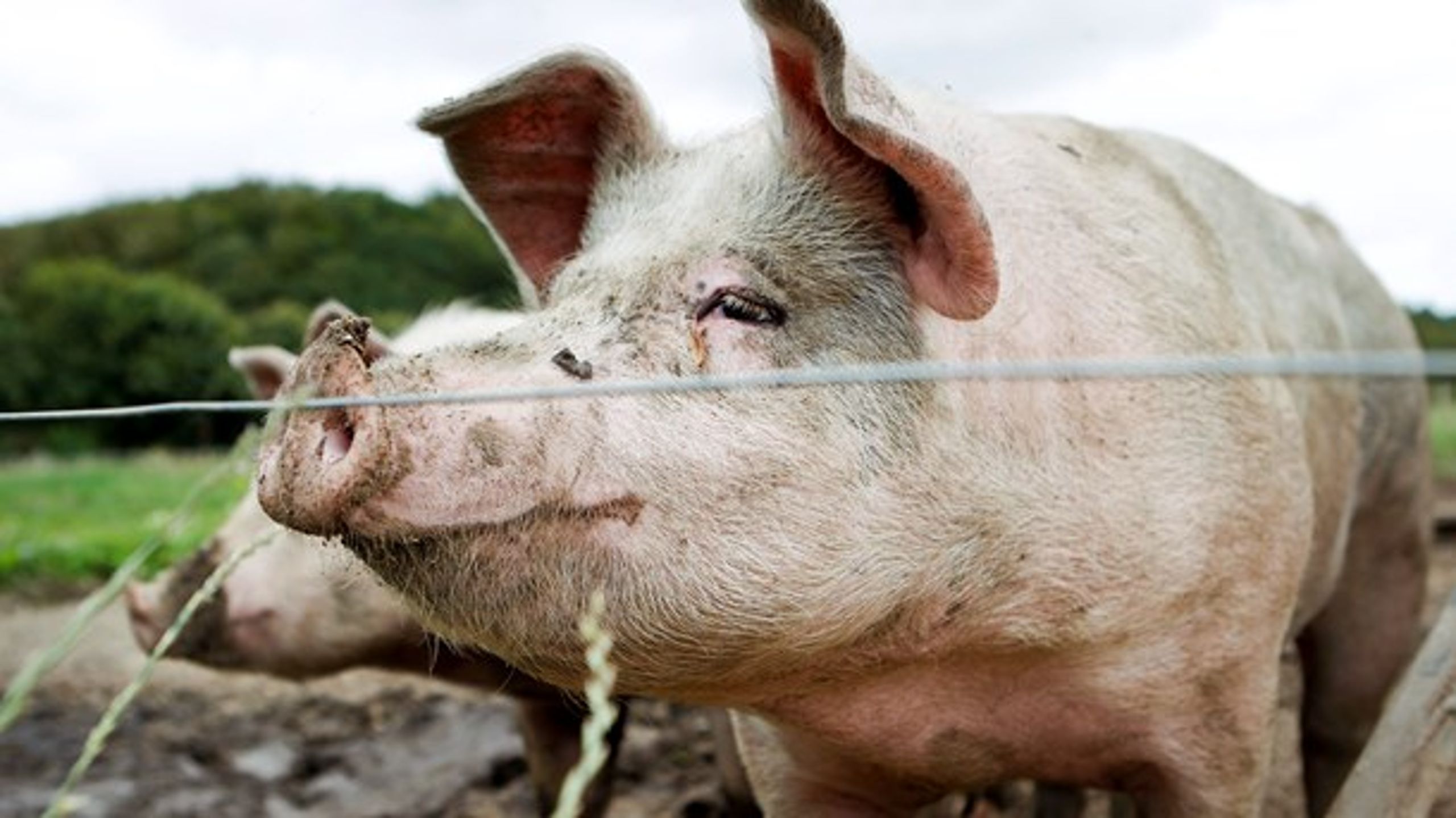 "Esben Lunde (V) luftede for nylig ambitionen om at fordoble Danmarks produktion af svin. Hvis det udleves, vil vi kun se forværringer af natur- og miljøproblemerne, selv om ministeren gør sig umage med at pakke det grønt ind," skriver Birgitte Lesanner.