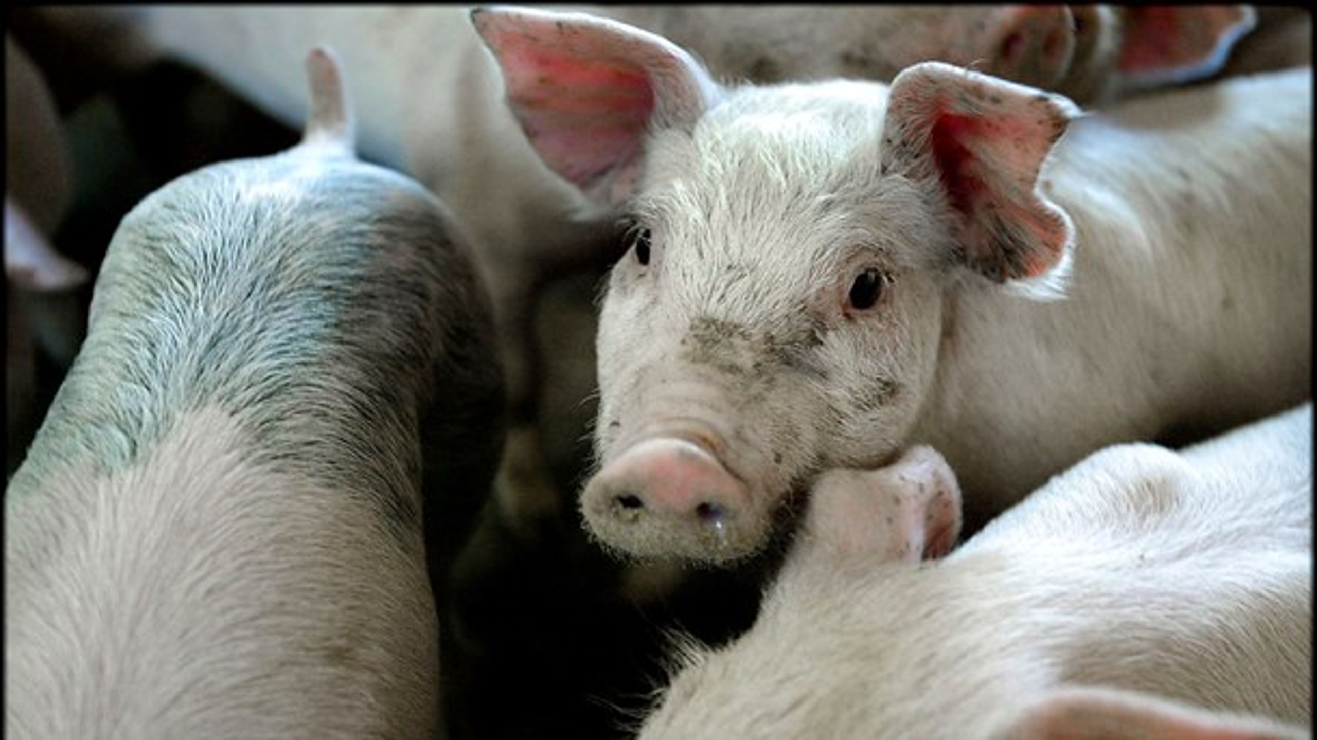 EU-Kommissionen konstaterer efter et besøg i Danmark i oktober måned sidste år, at omkring 98,5 procent af de kommercielle svin, der fødes i Danmark, er halekuperede.