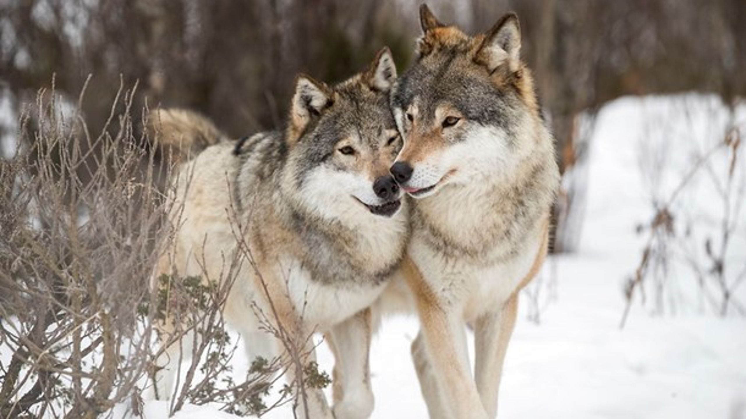 Til forskel fra i Danmark har man i de sidste ti år kunnet opleve ulven&nbsp;i Norge. &nbsp;<br>