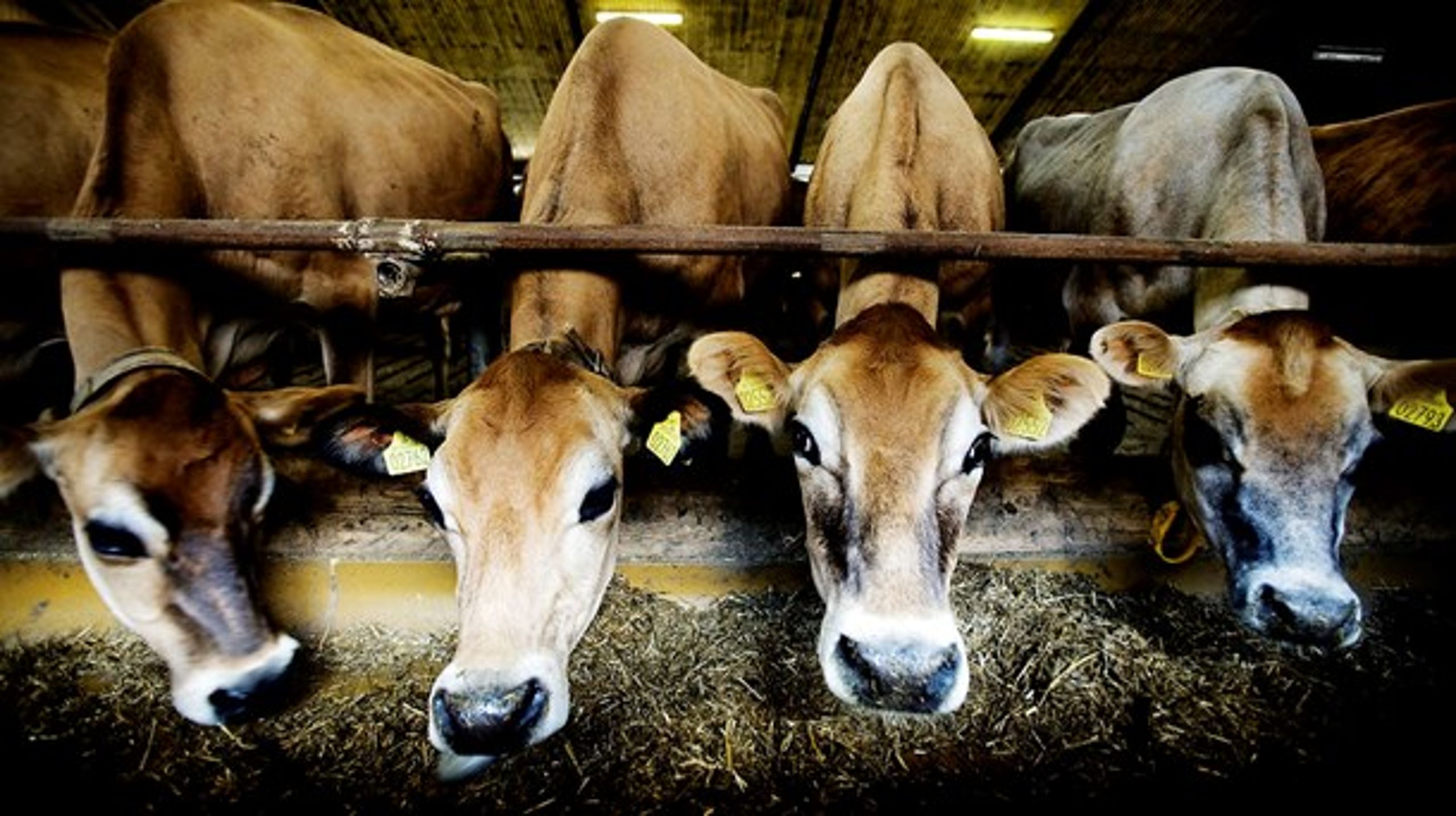 Vismændenes forslag vil især ramme kvæg- og mælkeproduktionen, men samlet vil det give en samfundsøkonomisk gevinst. Og reducere CO2-udledningen med i omegnen af 0,8 millioner ton drivhusgas, skriver vismændene. Oppositionspartierne er ikke overbevist.
