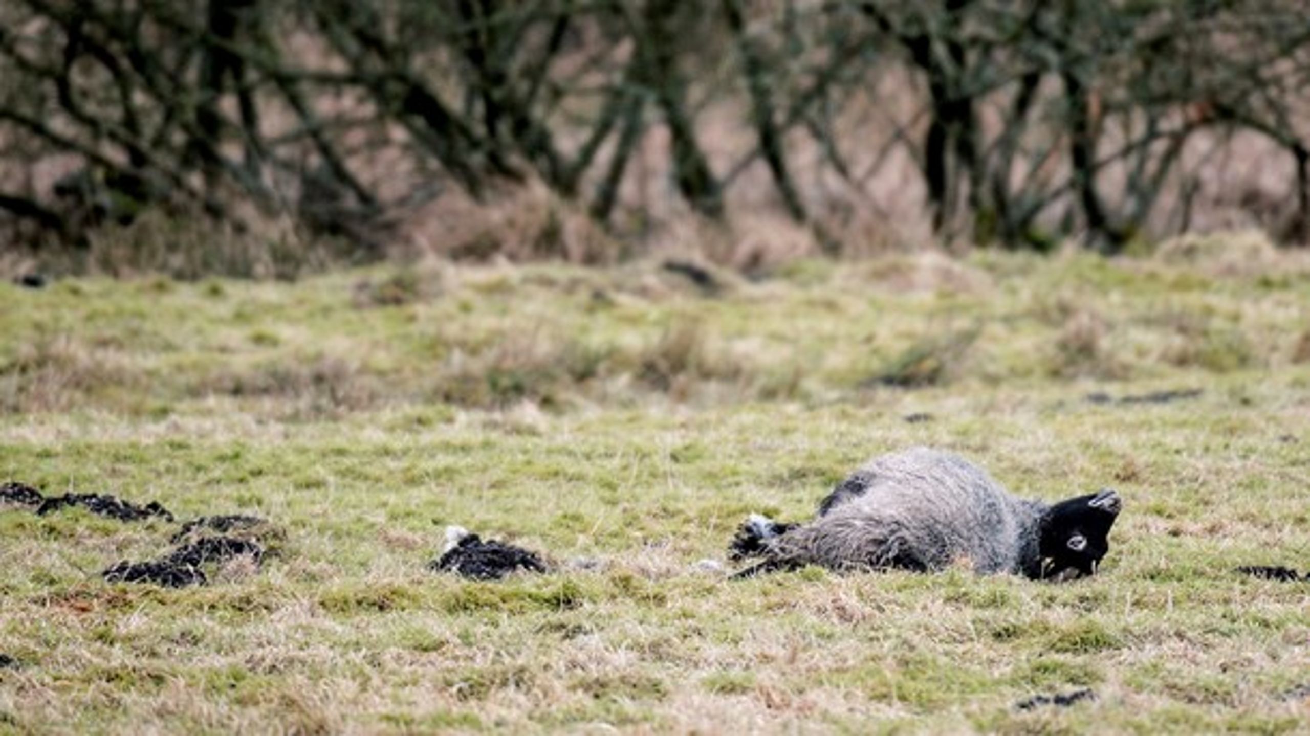 14 får er blevet fundet døde - bidt ihjel - i en ulvesikret indhegning i Stråsø Plantage 2. februar 2018.