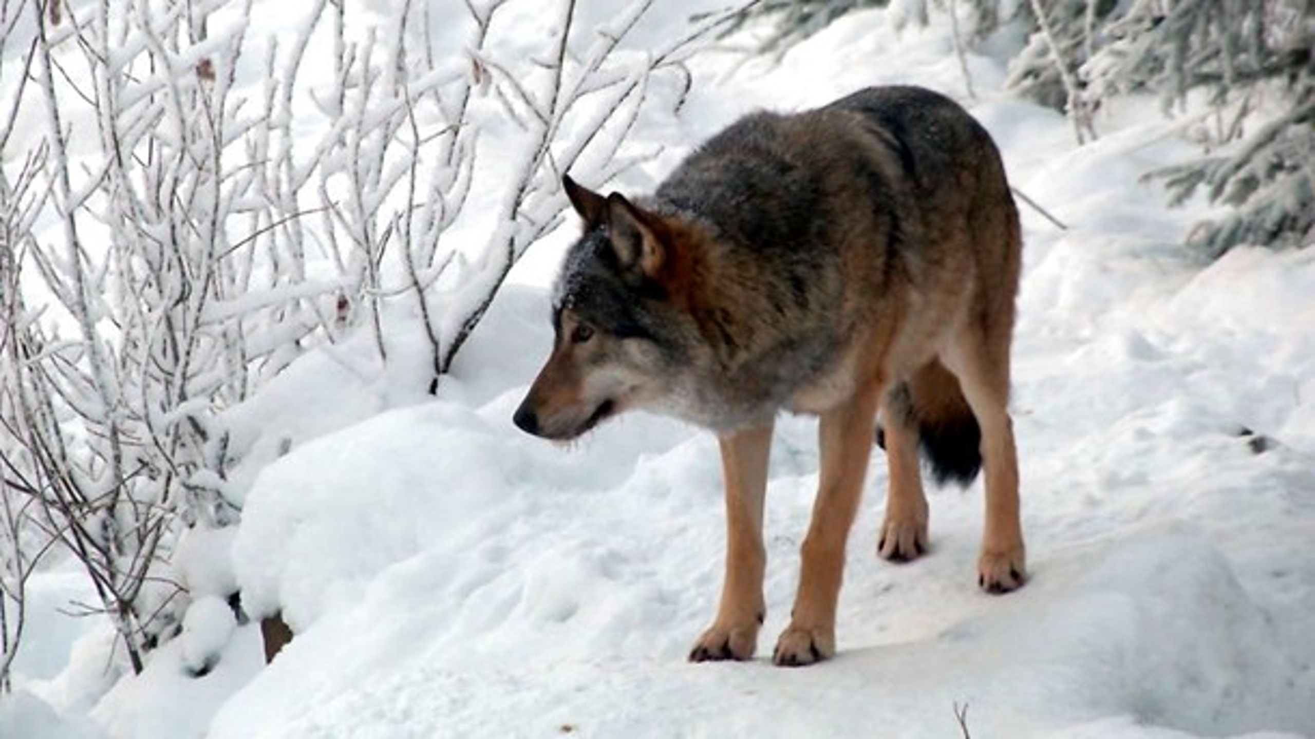 Både flere&nbsp;interesseorganisationer og politikere er ikke blege for at gå i kamp mod ulvene. Spørgsmålet er, om det handler det om at sikre husdyrene&nbsp;– eller bare om at skyde ulve?