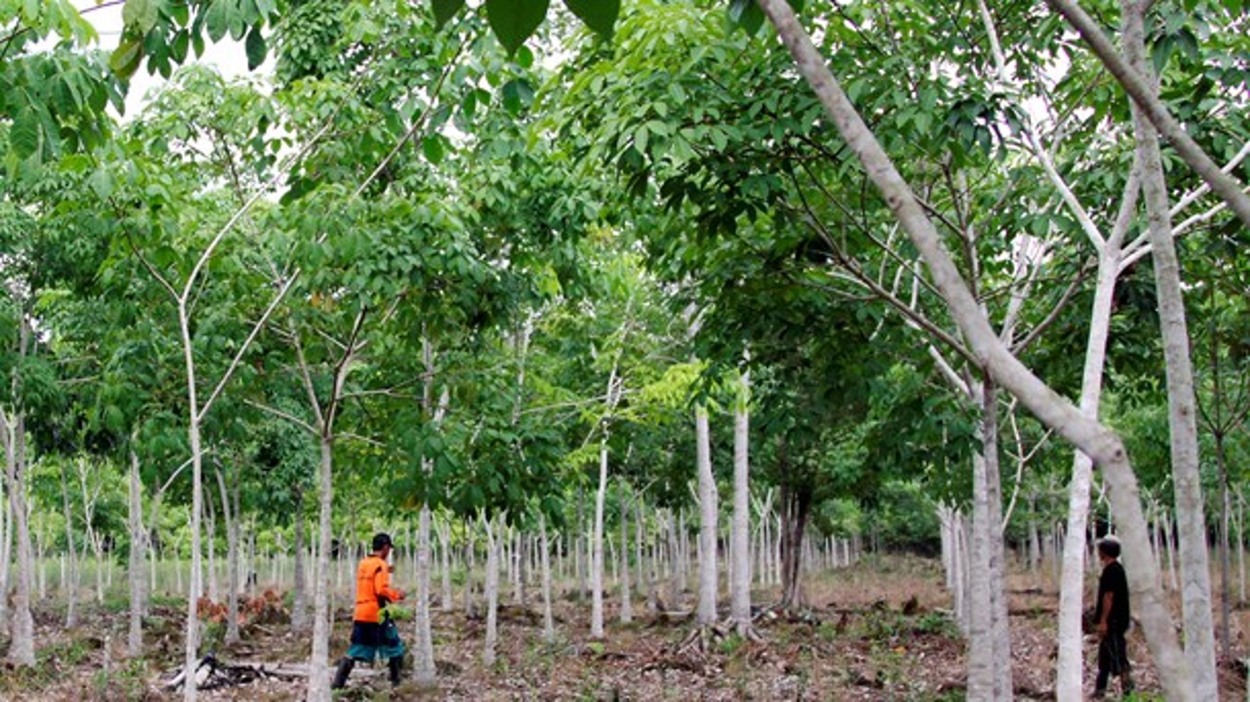 Hvis flere lande følger i Danmarks fodspor, kan det få alvorlig betydning for skovnatur og biodiversitet i lande som Brasilien og Indonesien. Her plantes nye træer for at afbøde konsekvenserne af afskovning på Borneo.