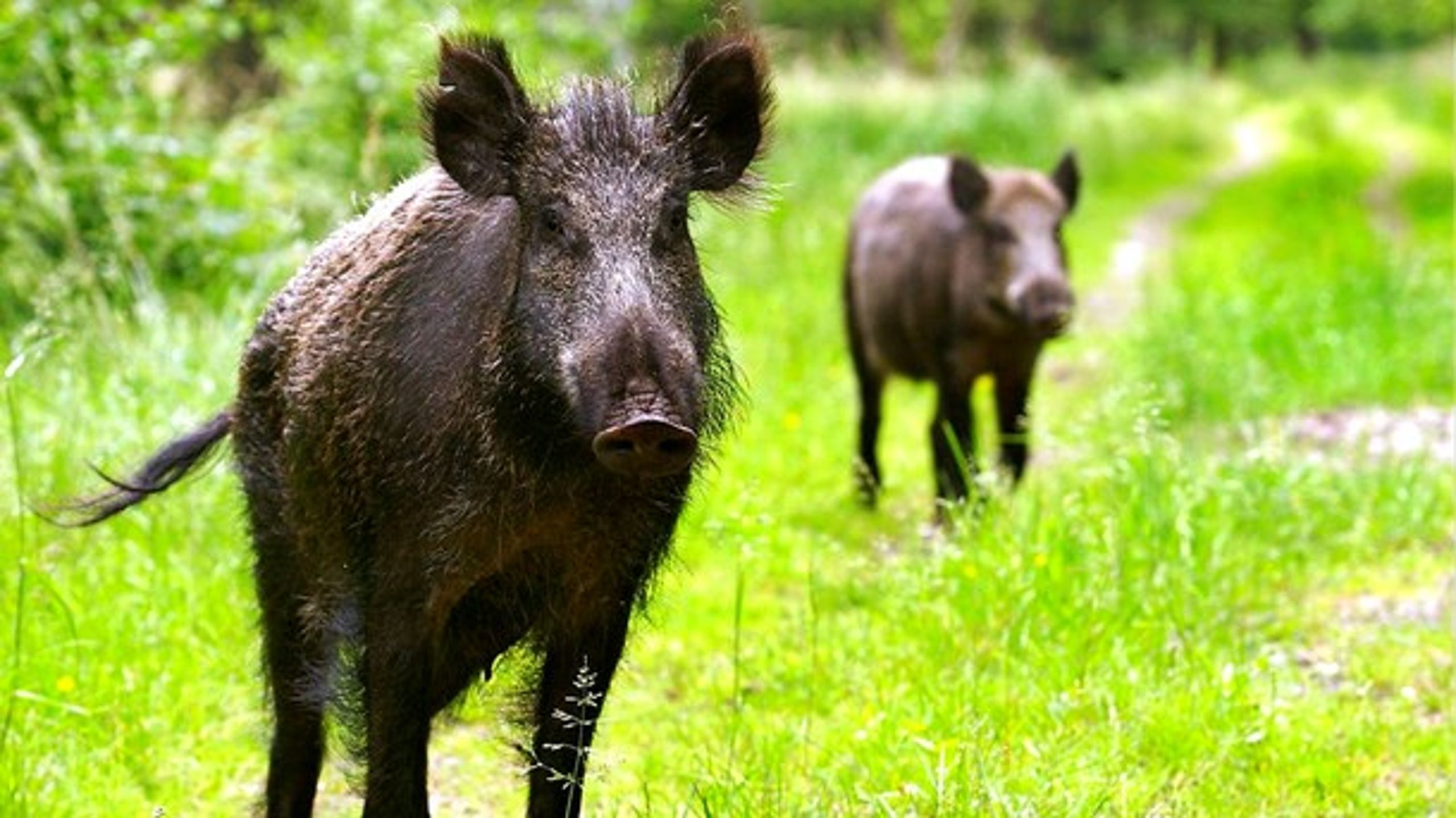 Frygten for afrikansk svinepest har nu vokset sig så stor, at miljø- og fødevareminister Esben Lunde Larsen (V) vil have et vildsvinehegn.