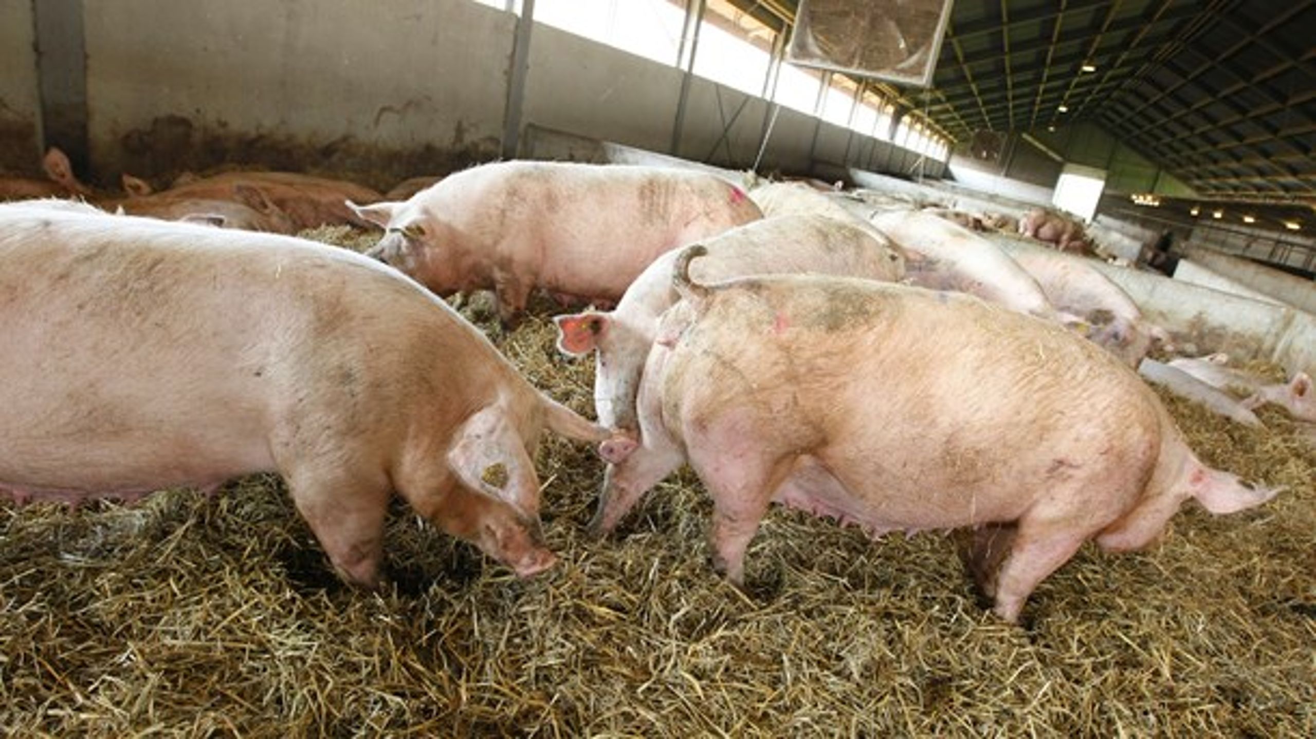 Vildsvinehegnet skal beskytte den danske svineeksport.