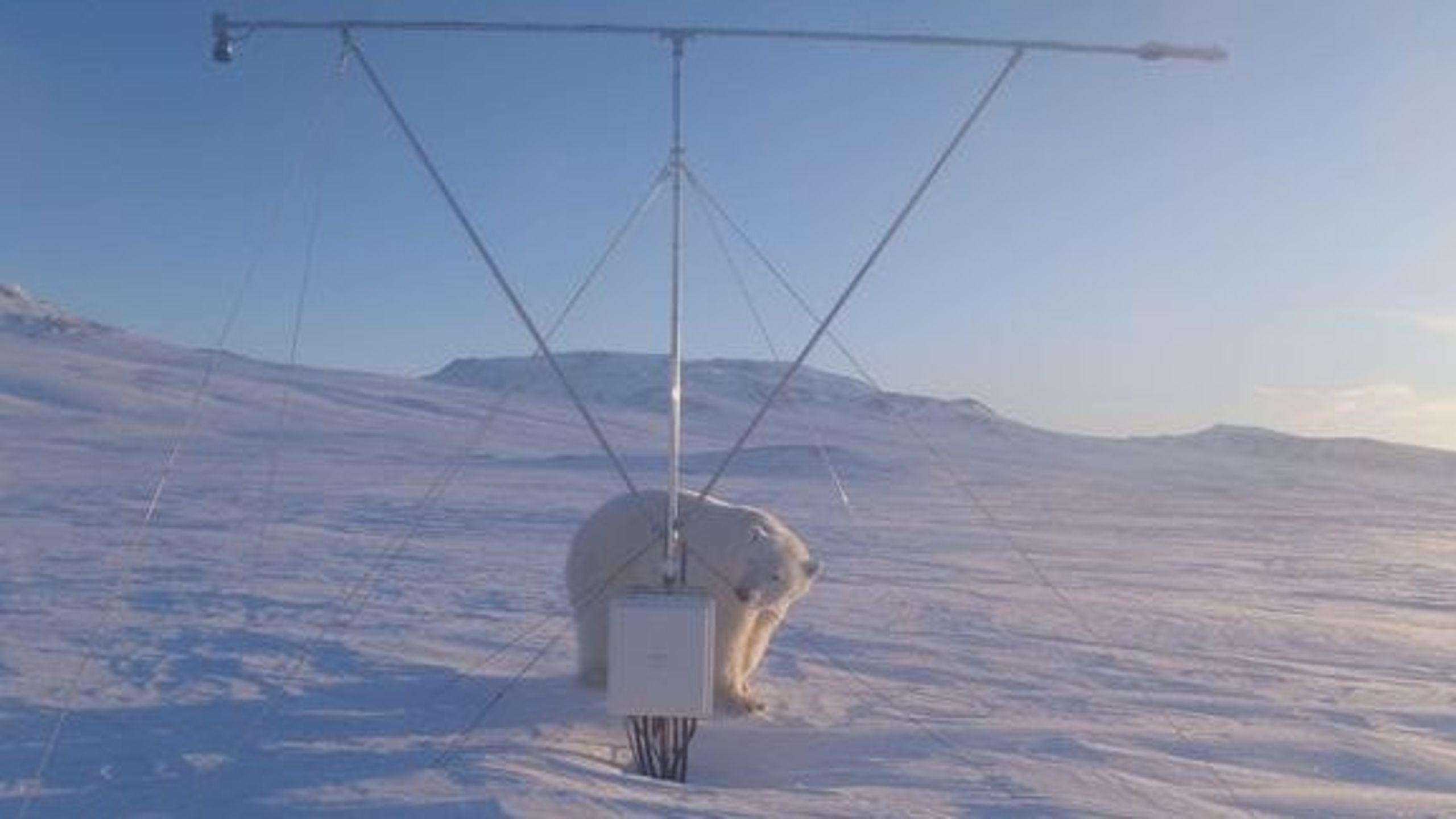 Isbjørn
ved klimamålemasten ved Zackenberg Forskningsstation.
