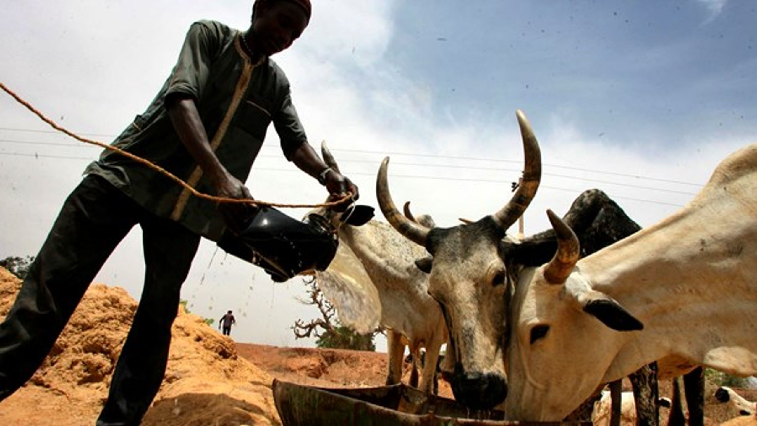 Nigeriansk&nbsp;bonde med sine kvæg. EU's Afrika-politikker er med til at fastholde bønder som ham i fattigdom, skriver Karsten Riise.&nbsp;