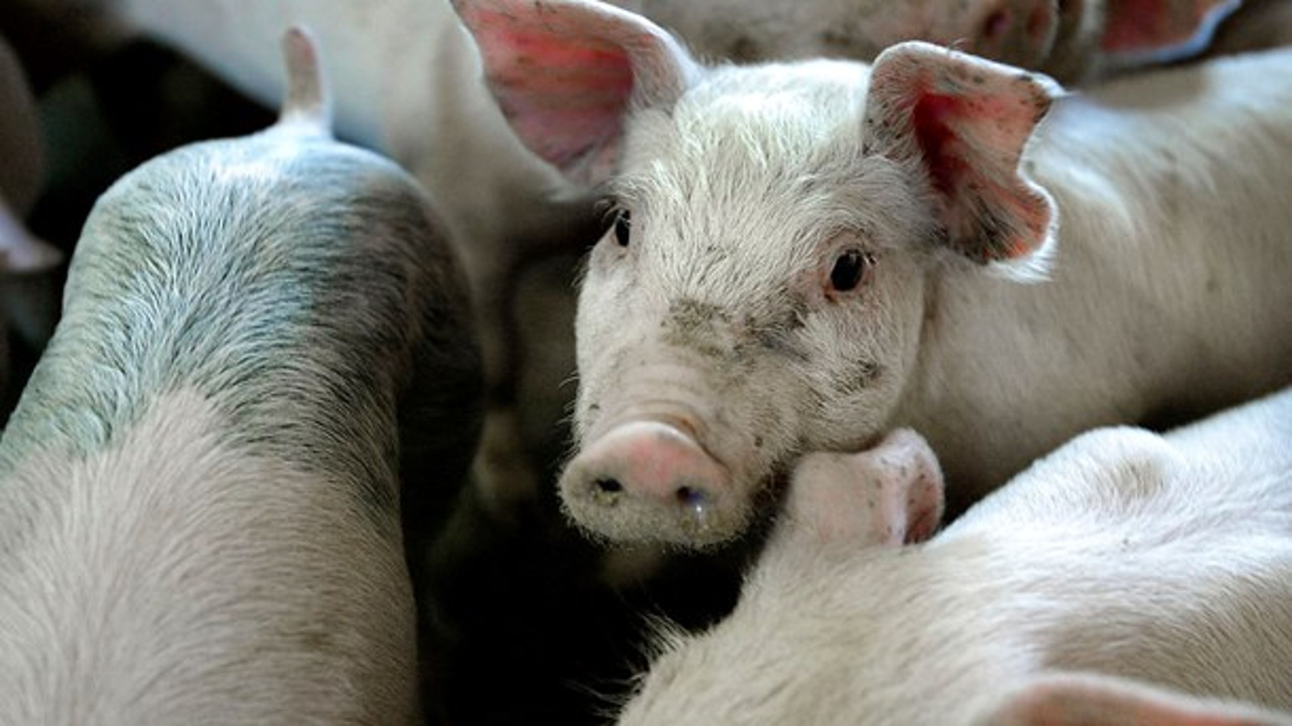 En storkonflikt kan betyde, at slagterier må lukke, og at smågrise ikke kan eksporteres ud af Danmark.